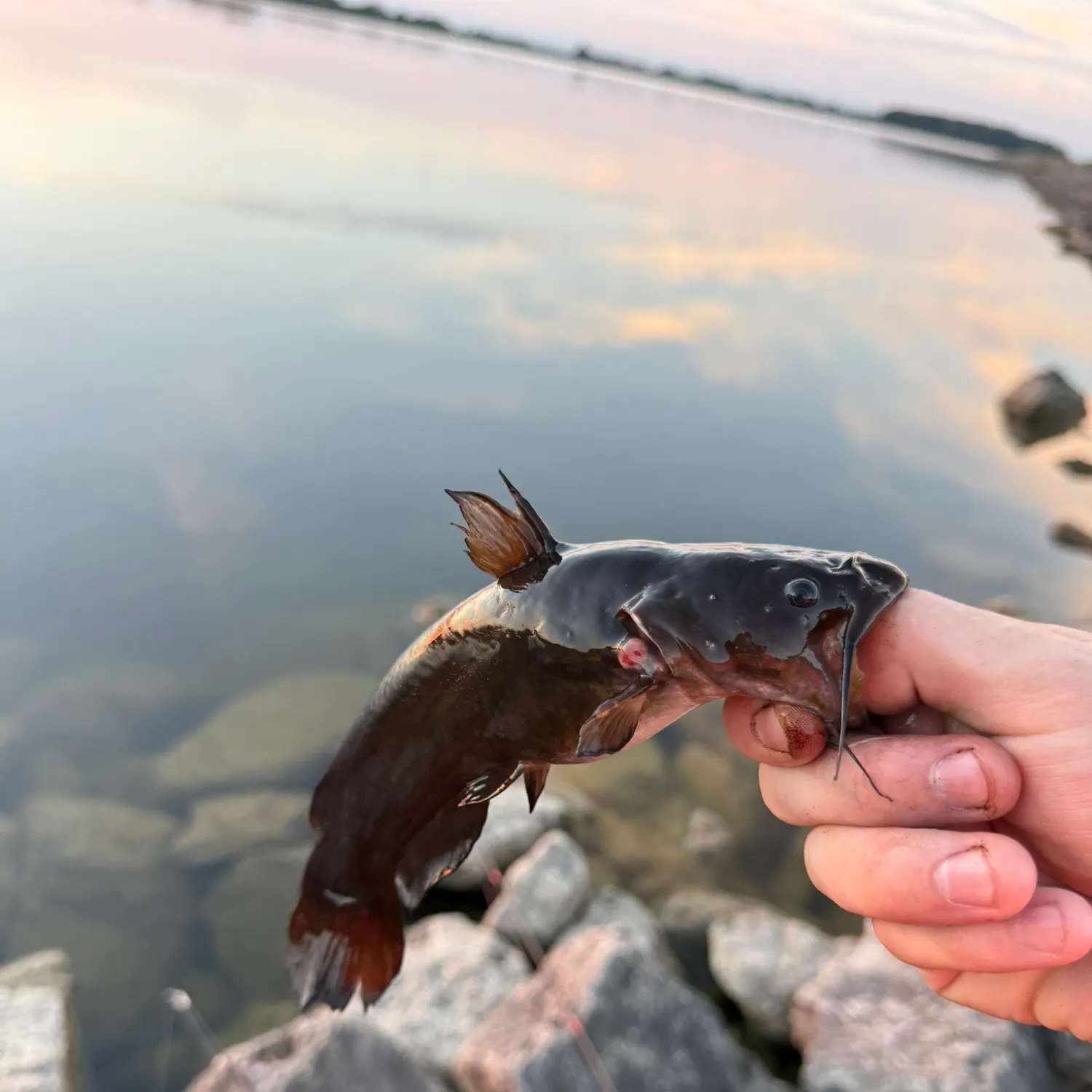 Black bullhead caught on Fishbrain