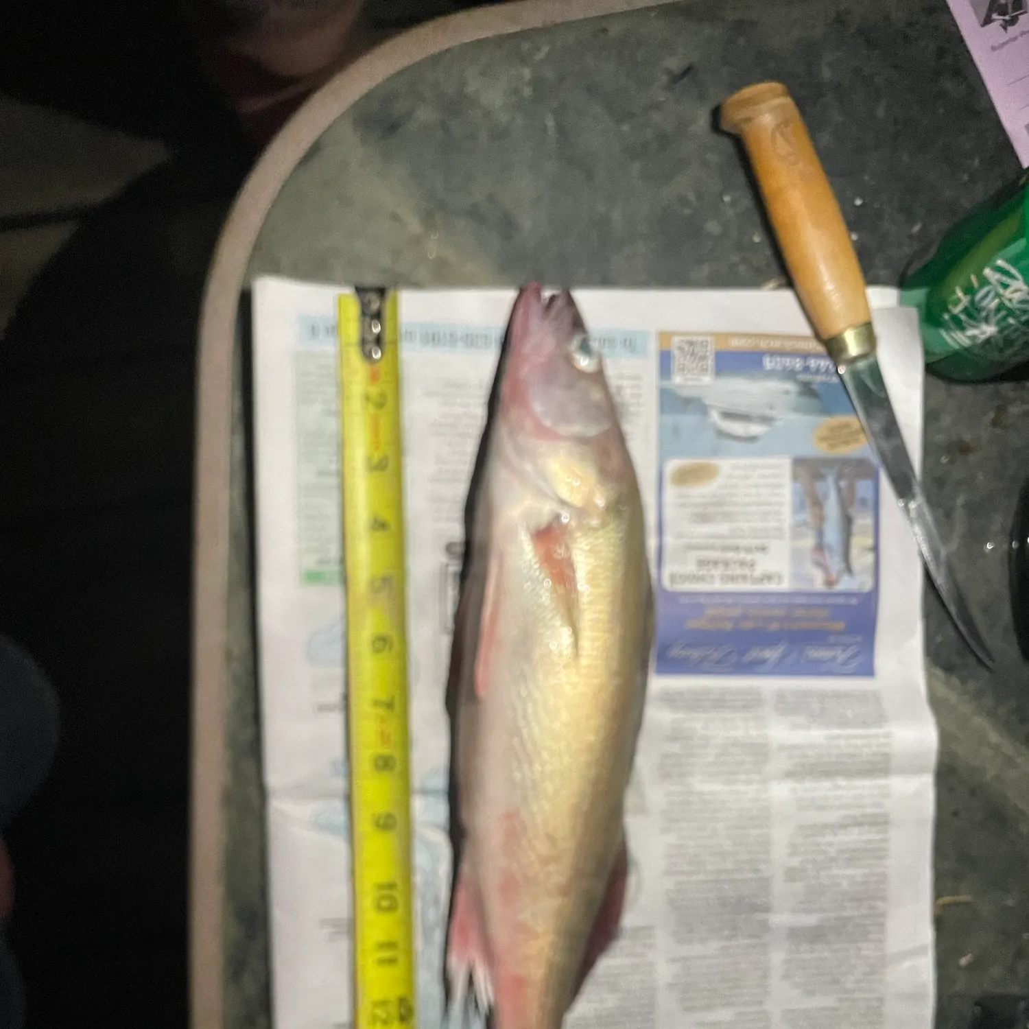 recently logged catches