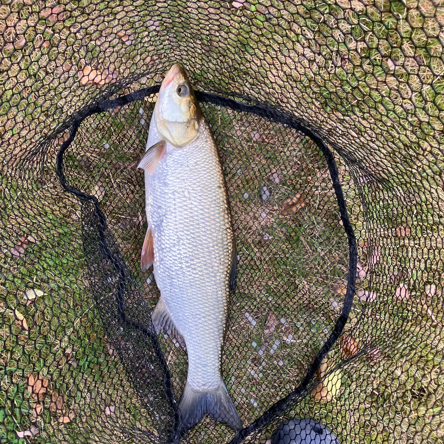 Asp caught on Fishbrain