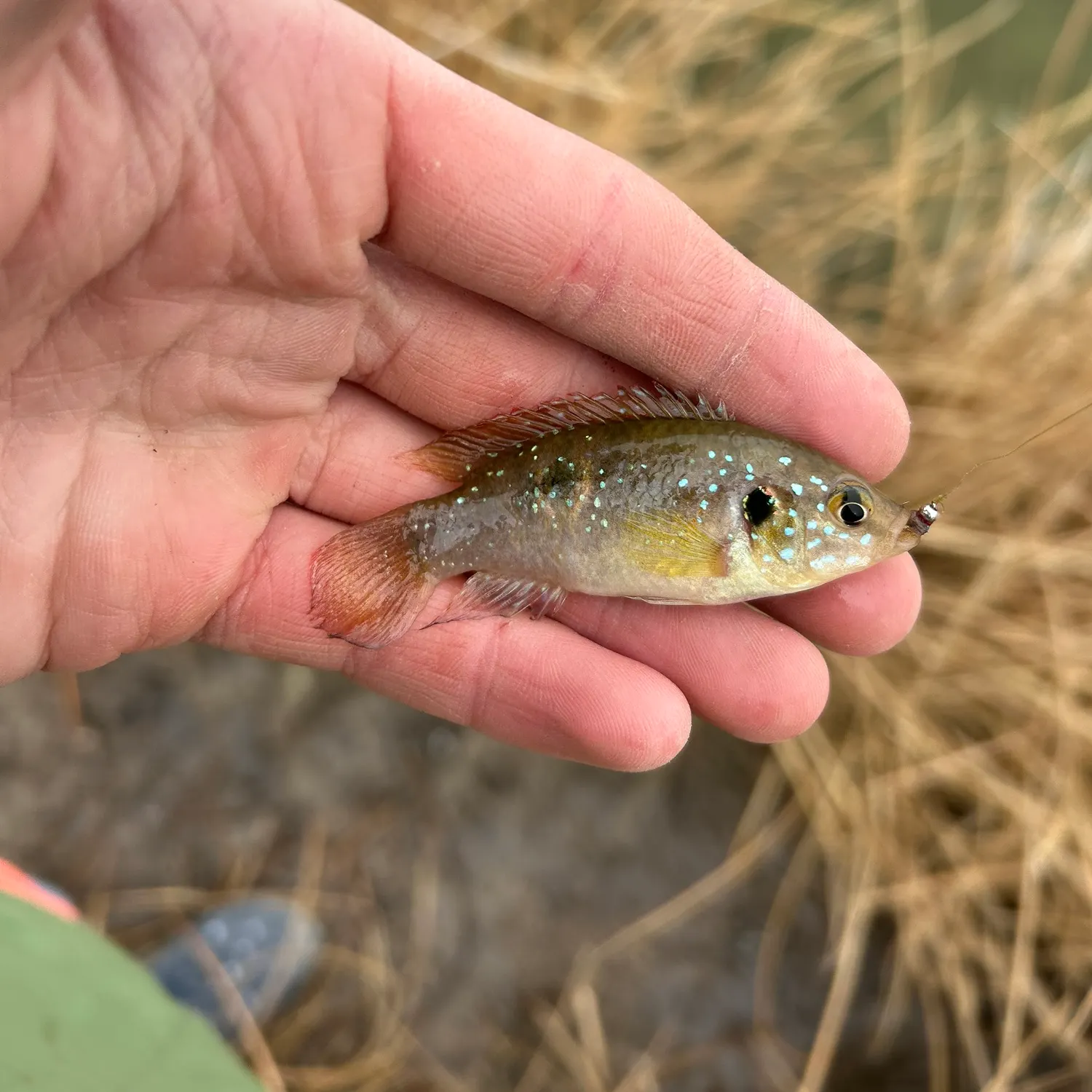 The most recent African Jewelfish catches on Fishbrain