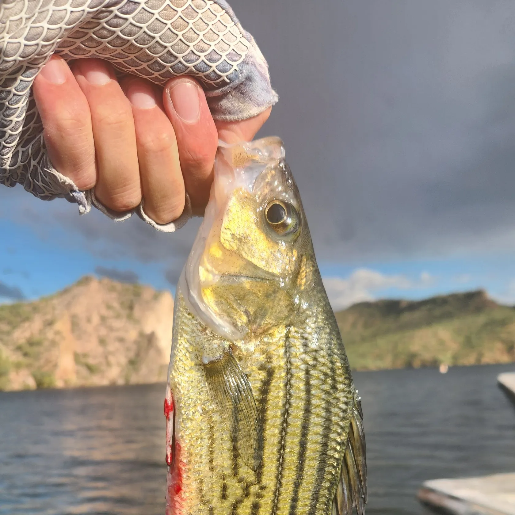 Yellow bass caught on Fishbrain