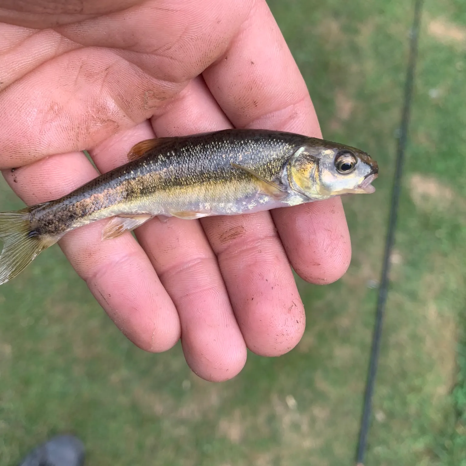 The most recent Eurasian minnow catches on Fishbrain