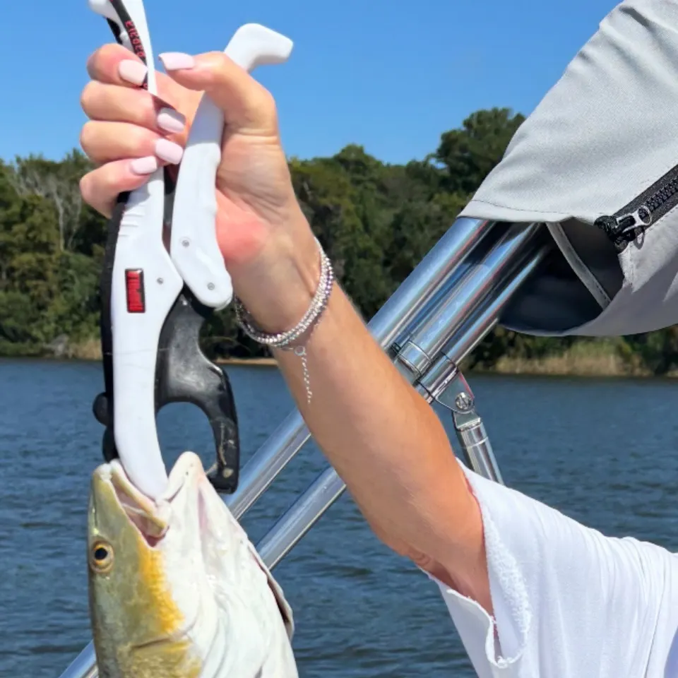 Red drum caught on Fishbrain