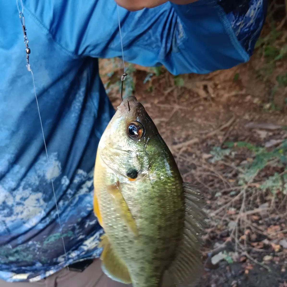 Redear sunfish caught on Fishbrain