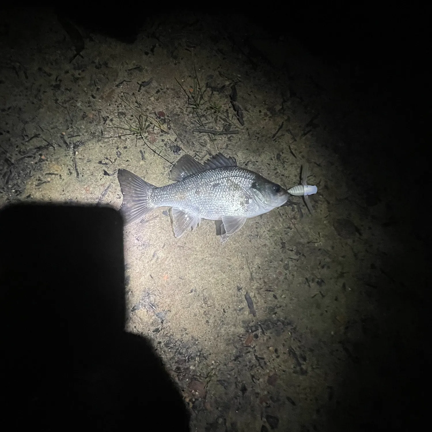 The most recent Australian bass catches on Fishbrain