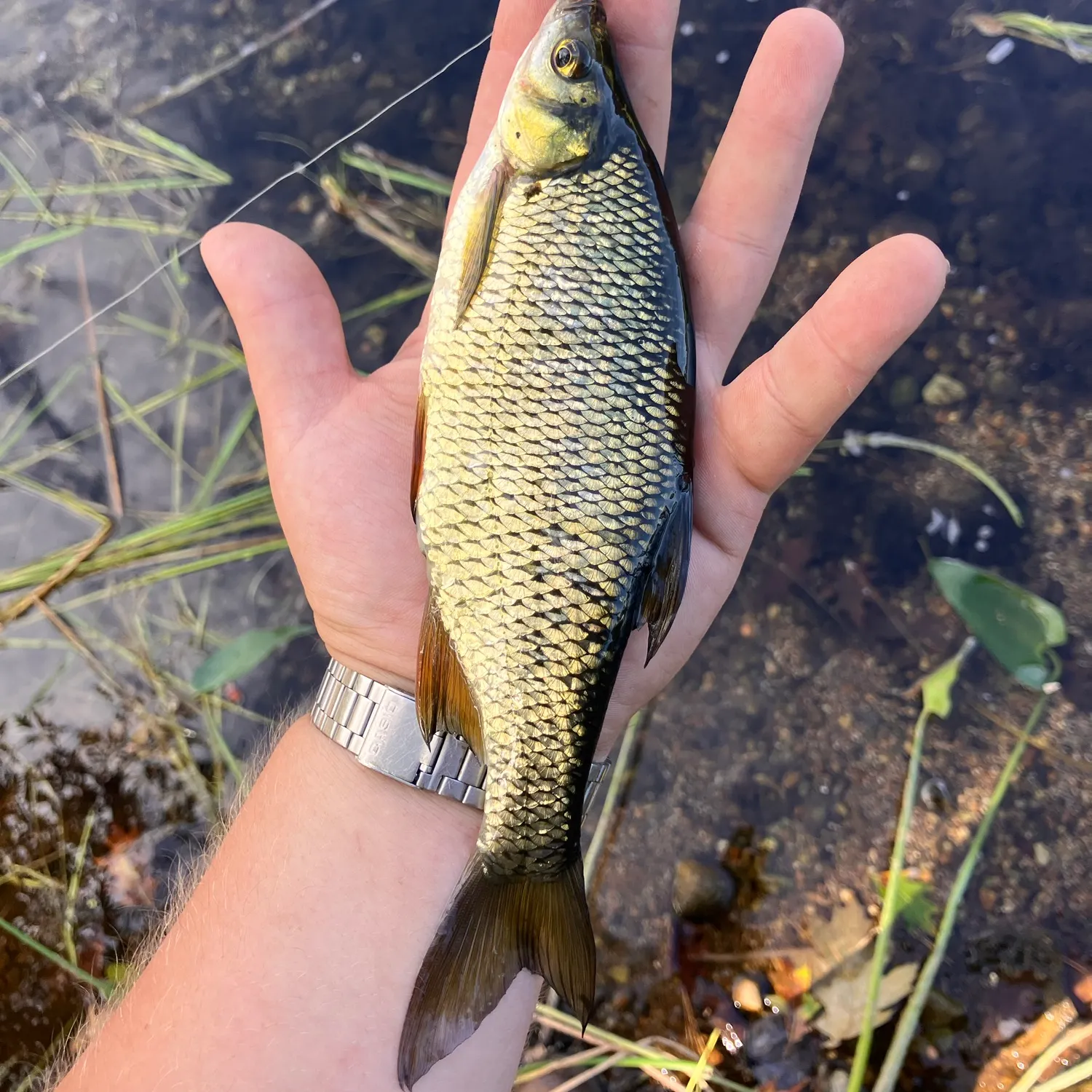 Golden shiner caught on Fishbrain
