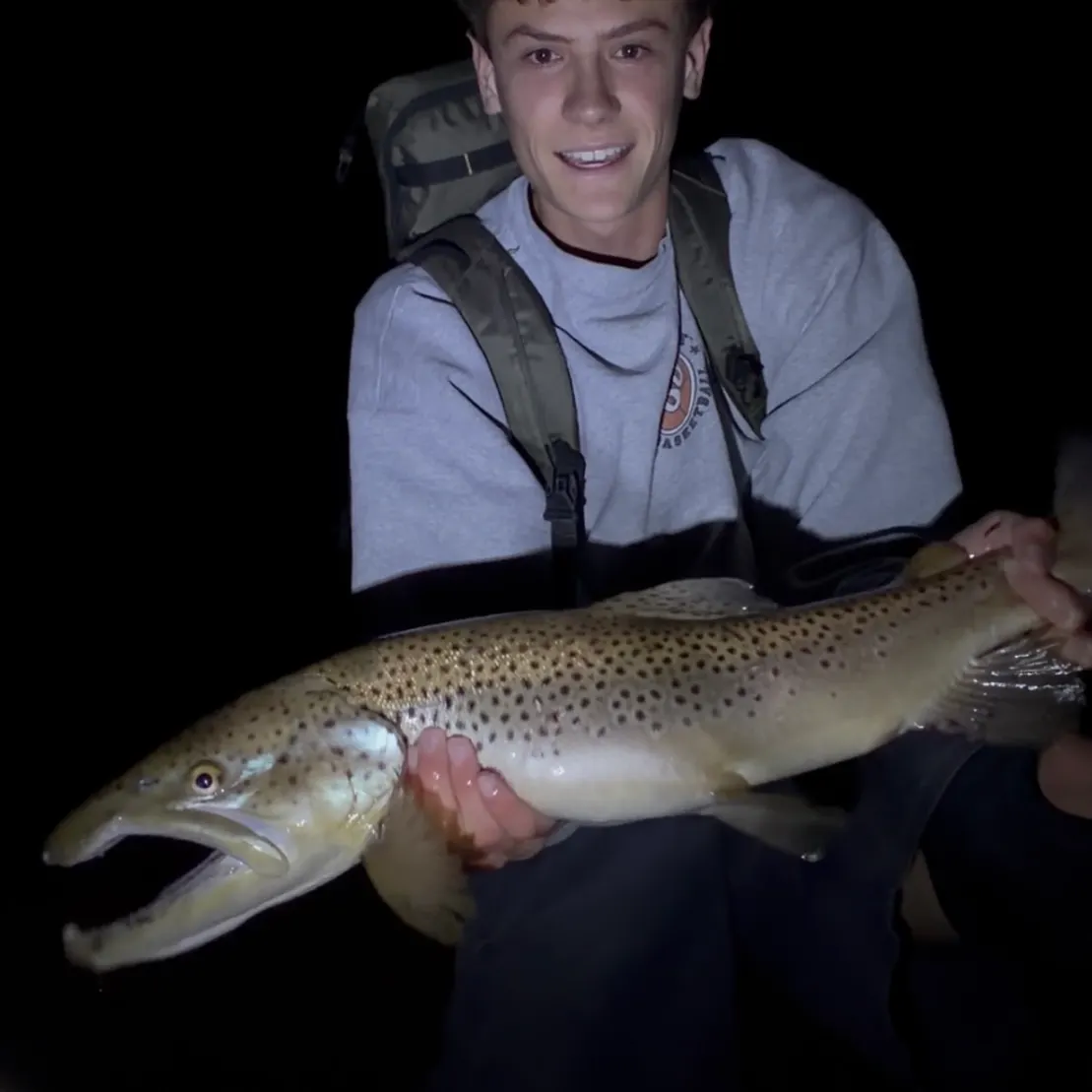 Brown trout caught on Fishbrain