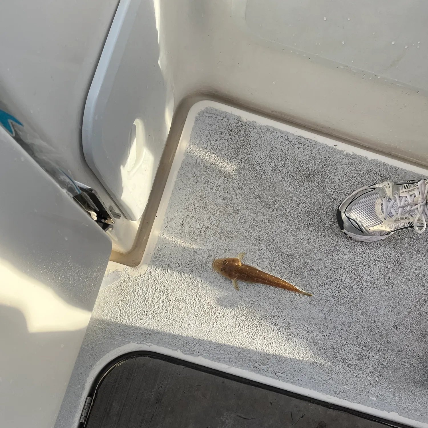 The most recent Bar-tailed flathead catches on Fishbrain