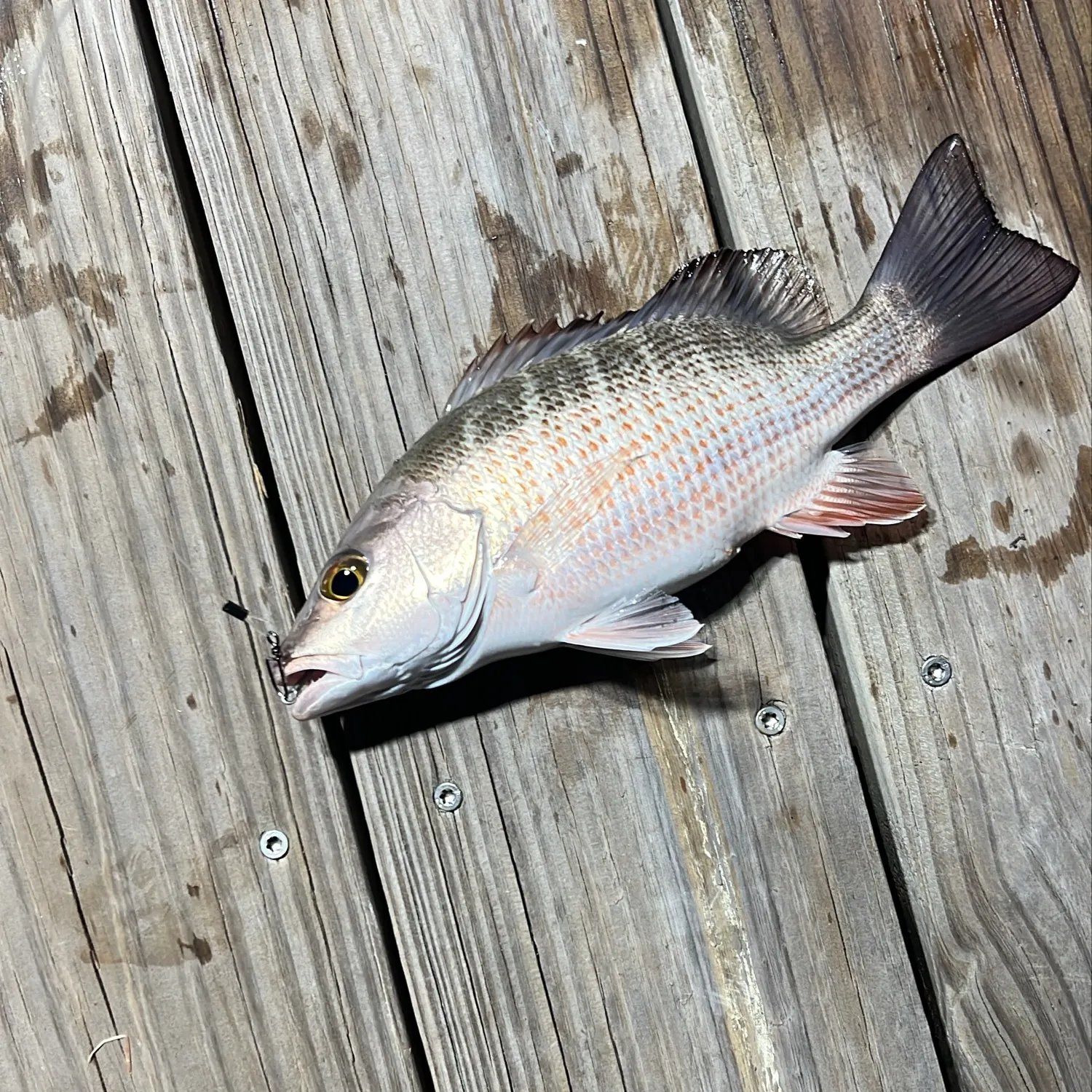 Mangrove snapper caught on Fishbrain