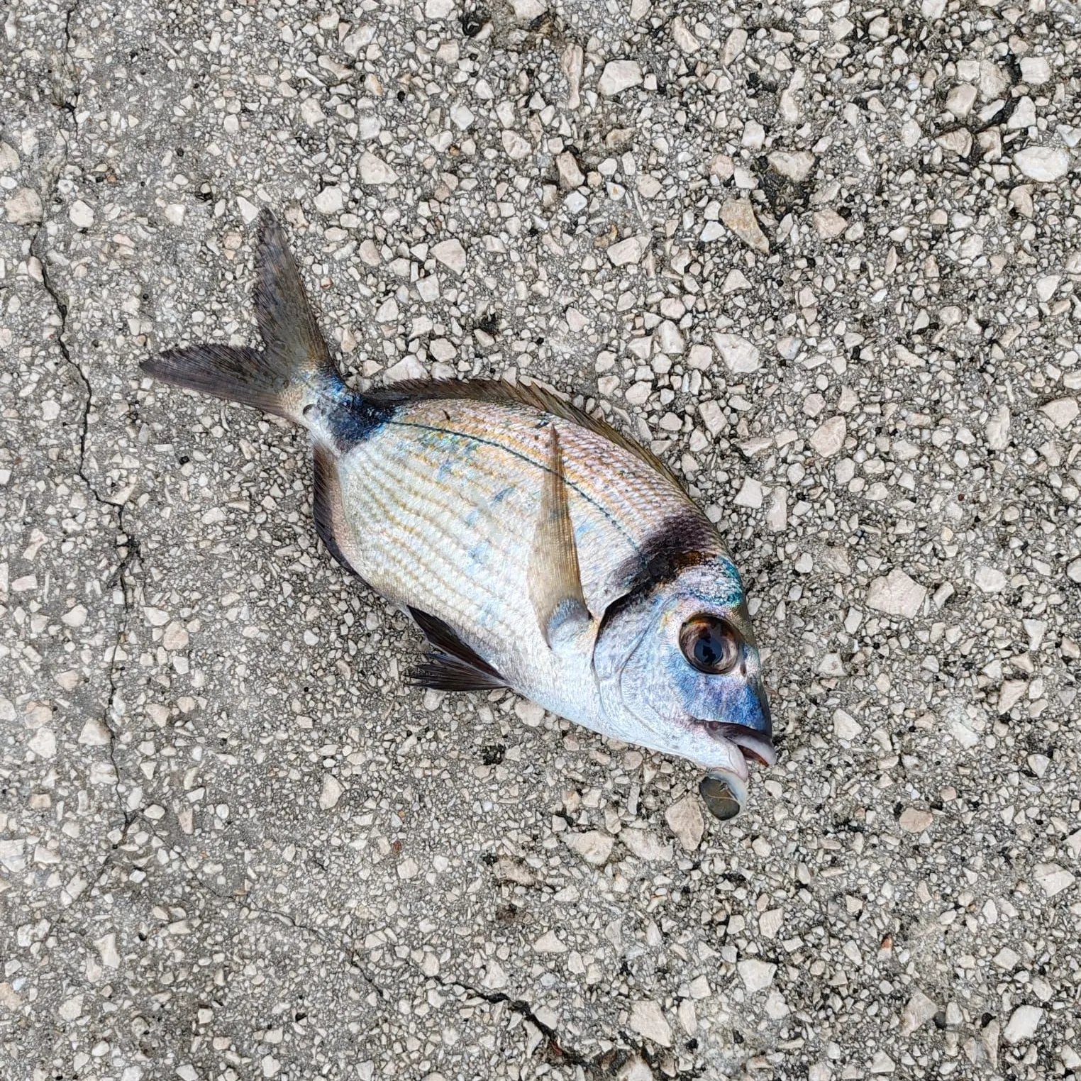 The most recent Common two-banded seabream catches on Fishbrain