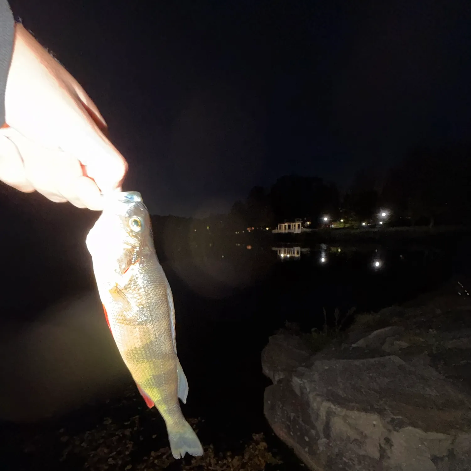 Yellow perch caught on Fishbrain