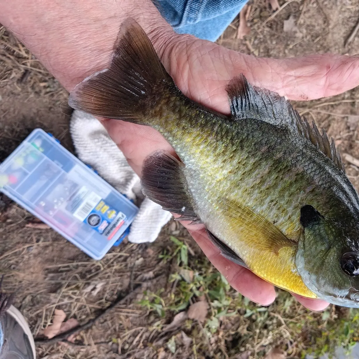 Bluegill caught on Fishbrain