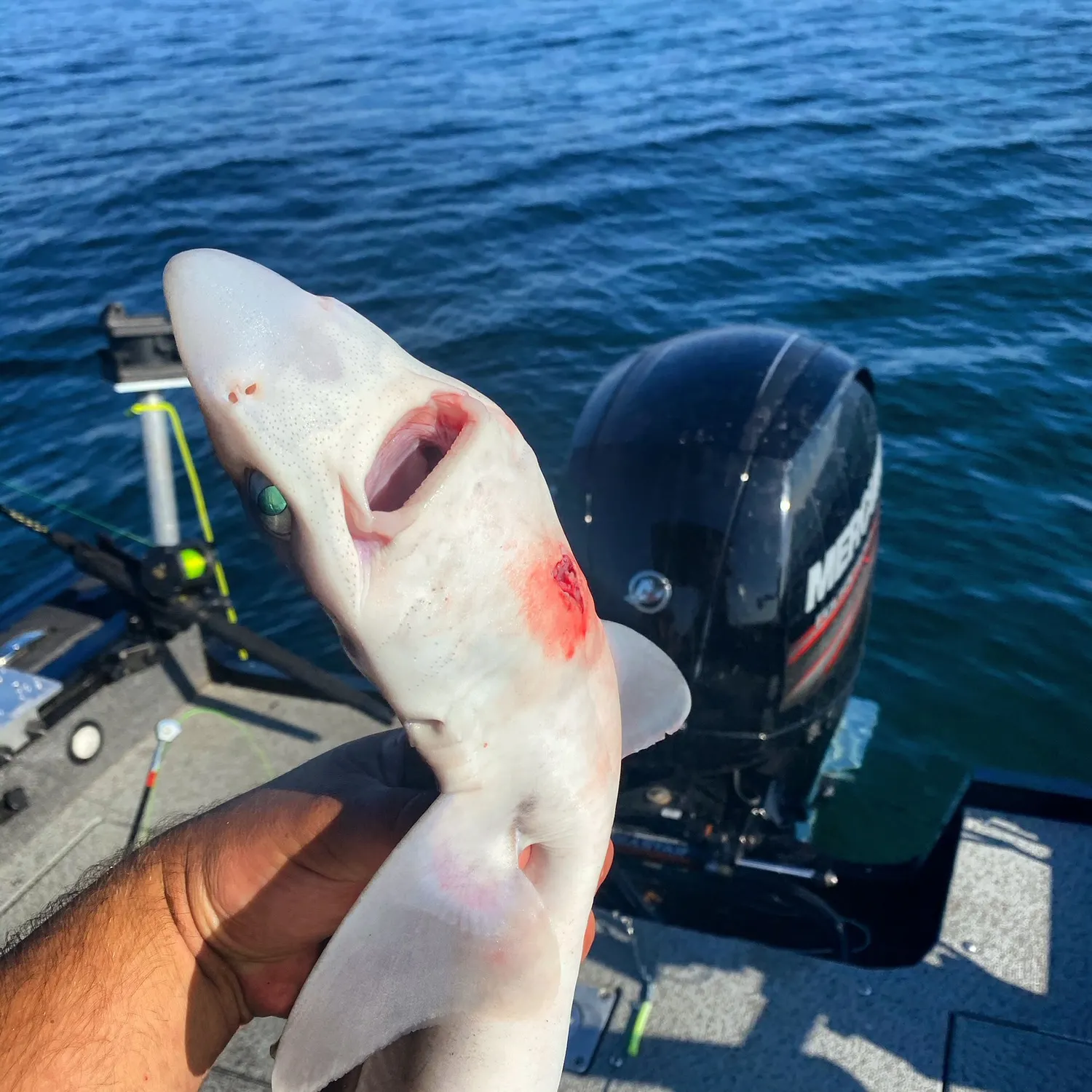 The most recent Pacific spiny dogfish catches on Fishbrain