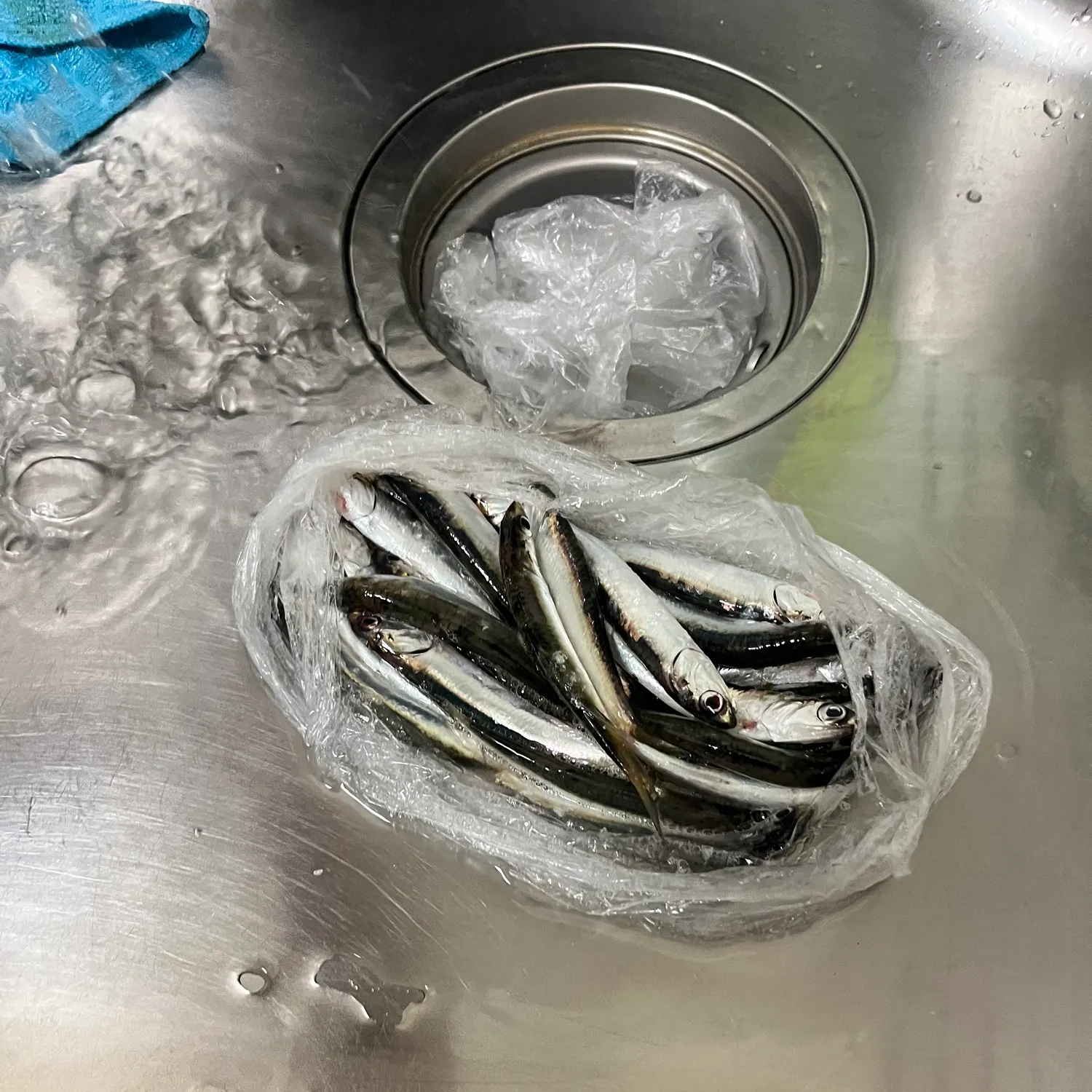 The most recent Japanese pilchard catches on Fishbrain