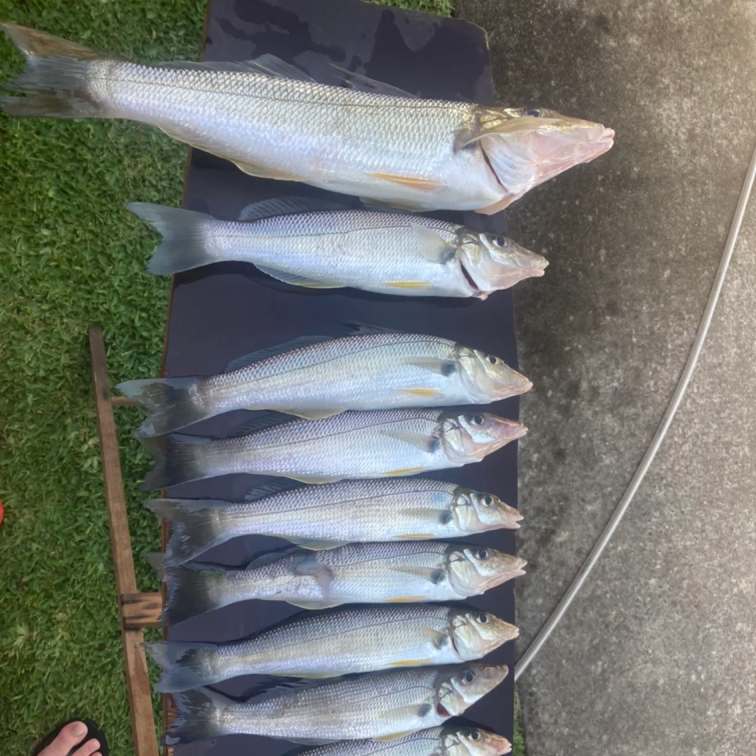 recently logged catches