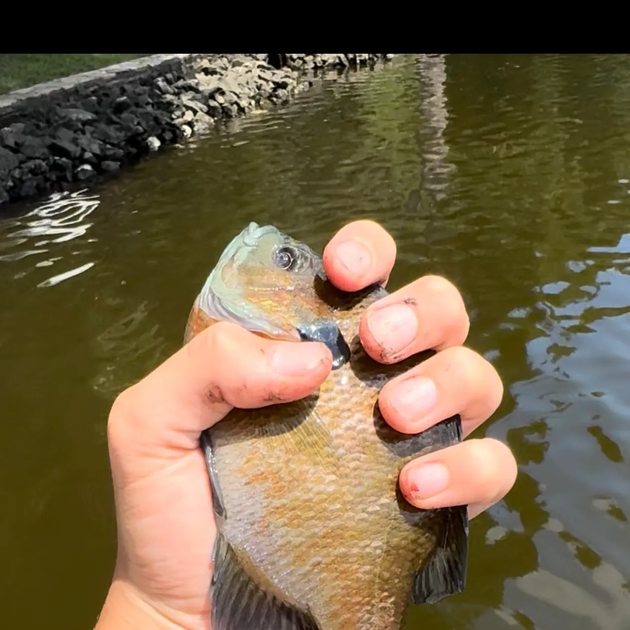 The most recent Bluegill catches on Fishbrain