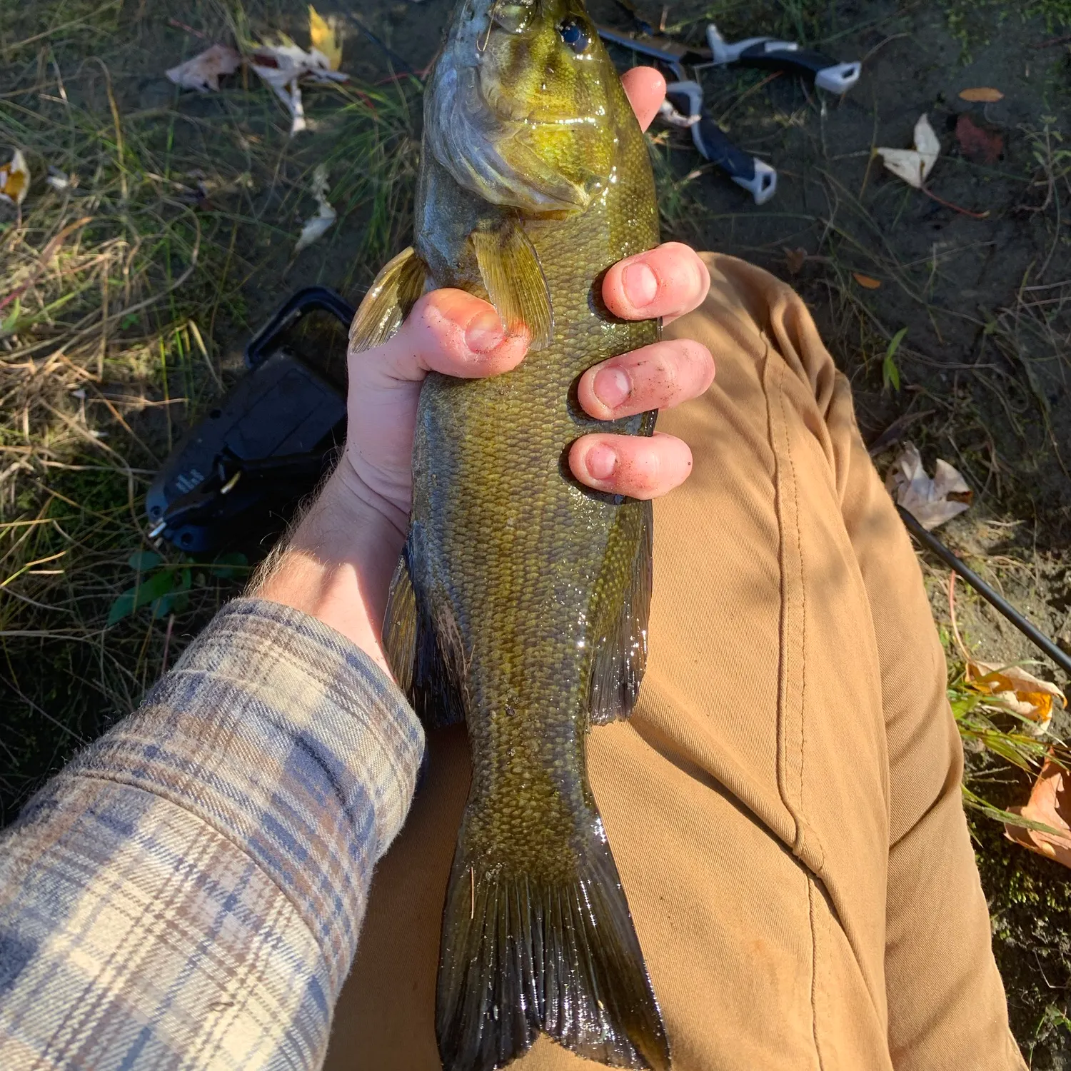 Smallmouth bass caught on Fishbrain