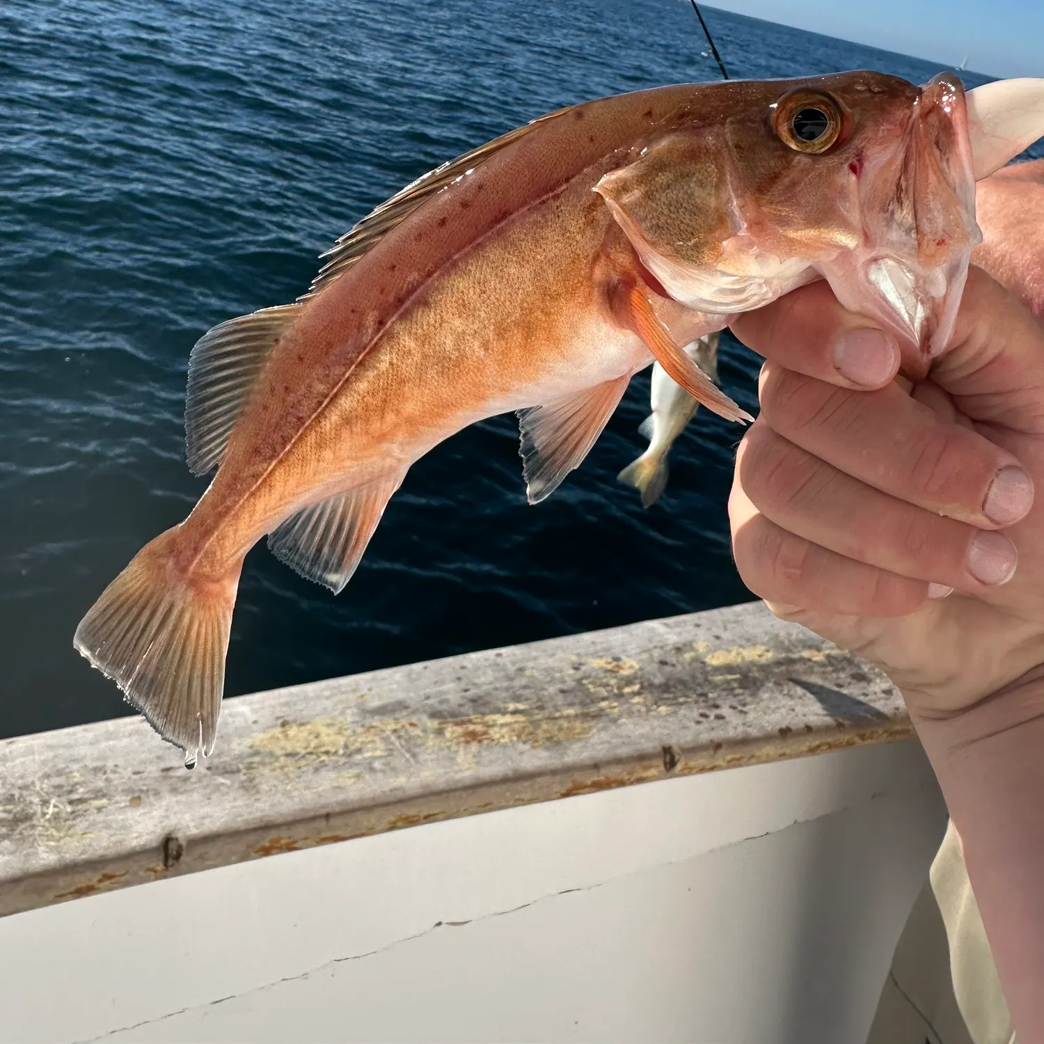The most recent Bocaccio rockfish catches on Fishbrain
