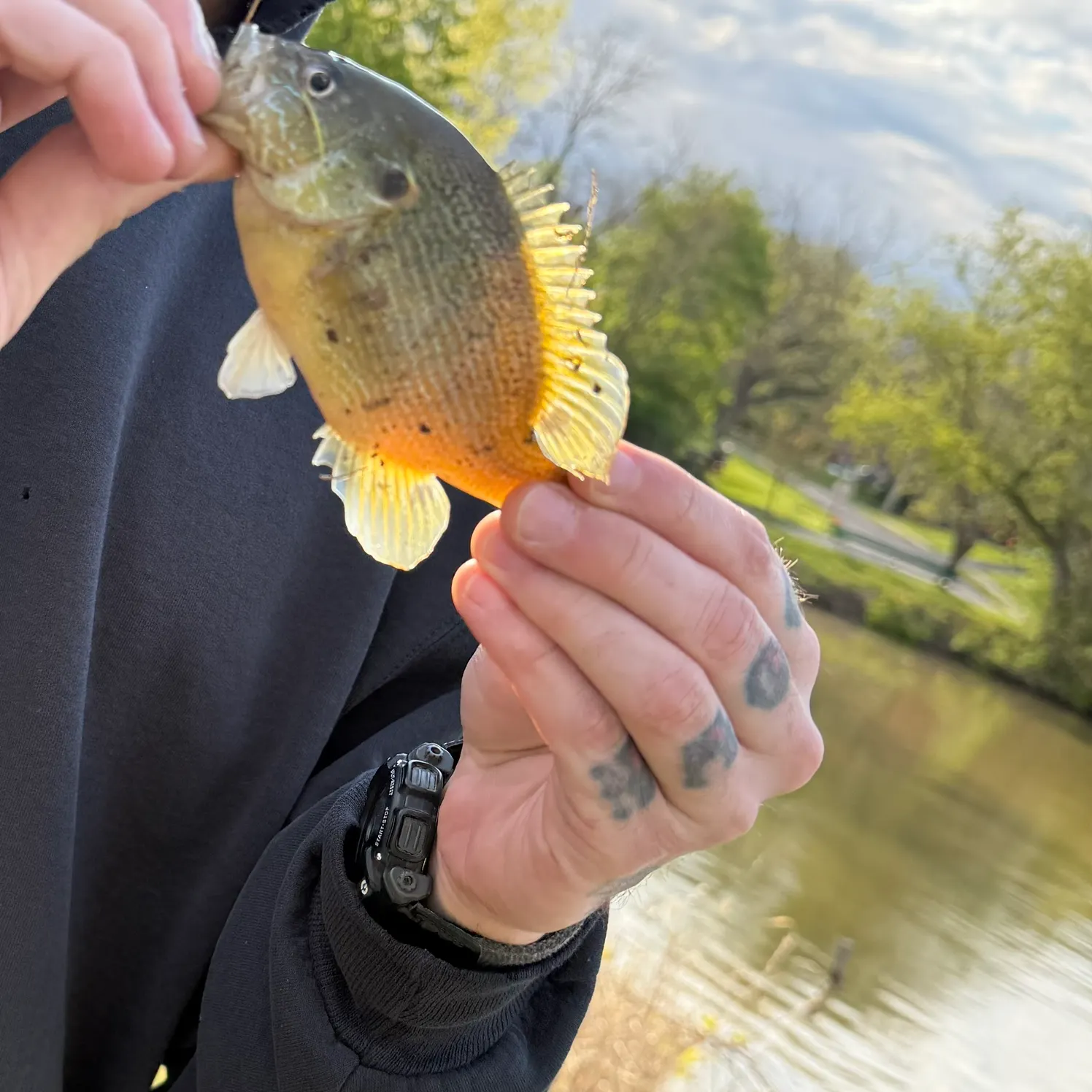recently logged catches