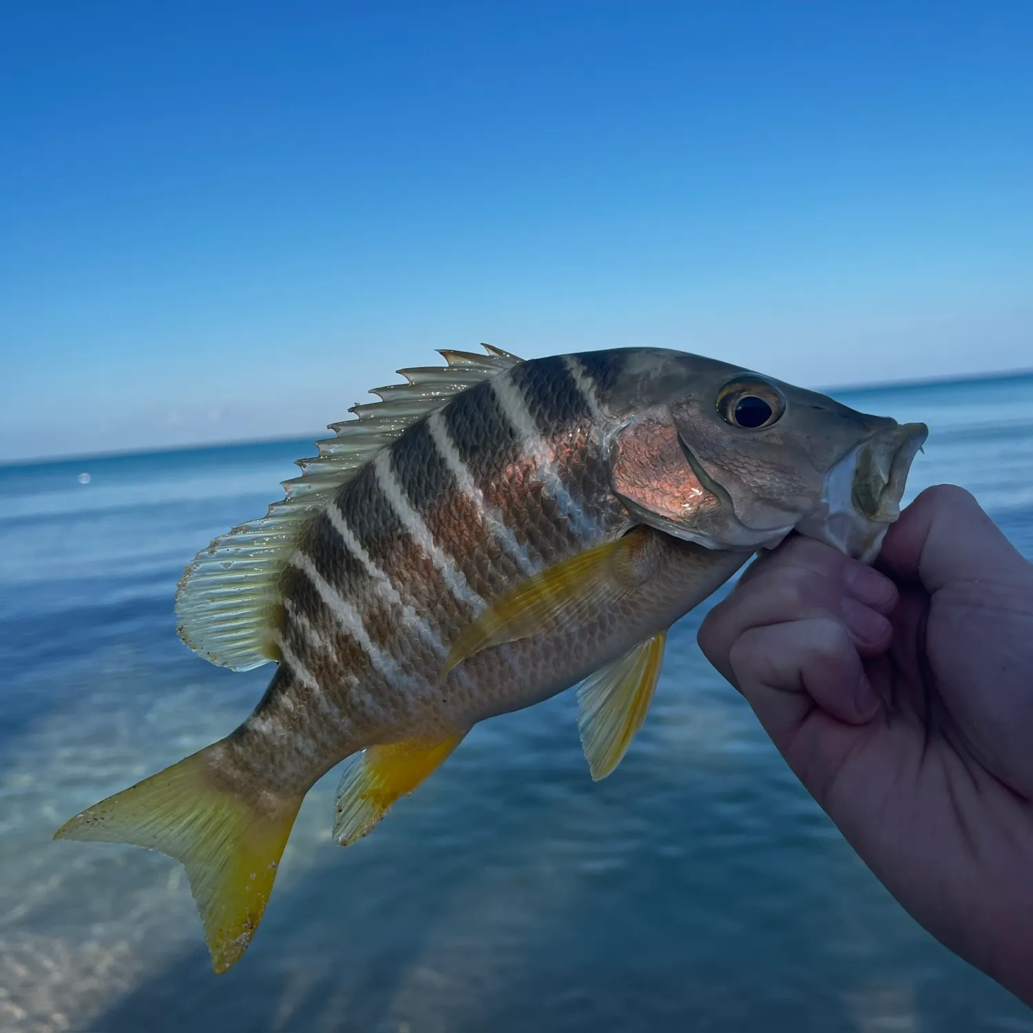 The most recent Schoolmaster snapper catches on Fishbrain