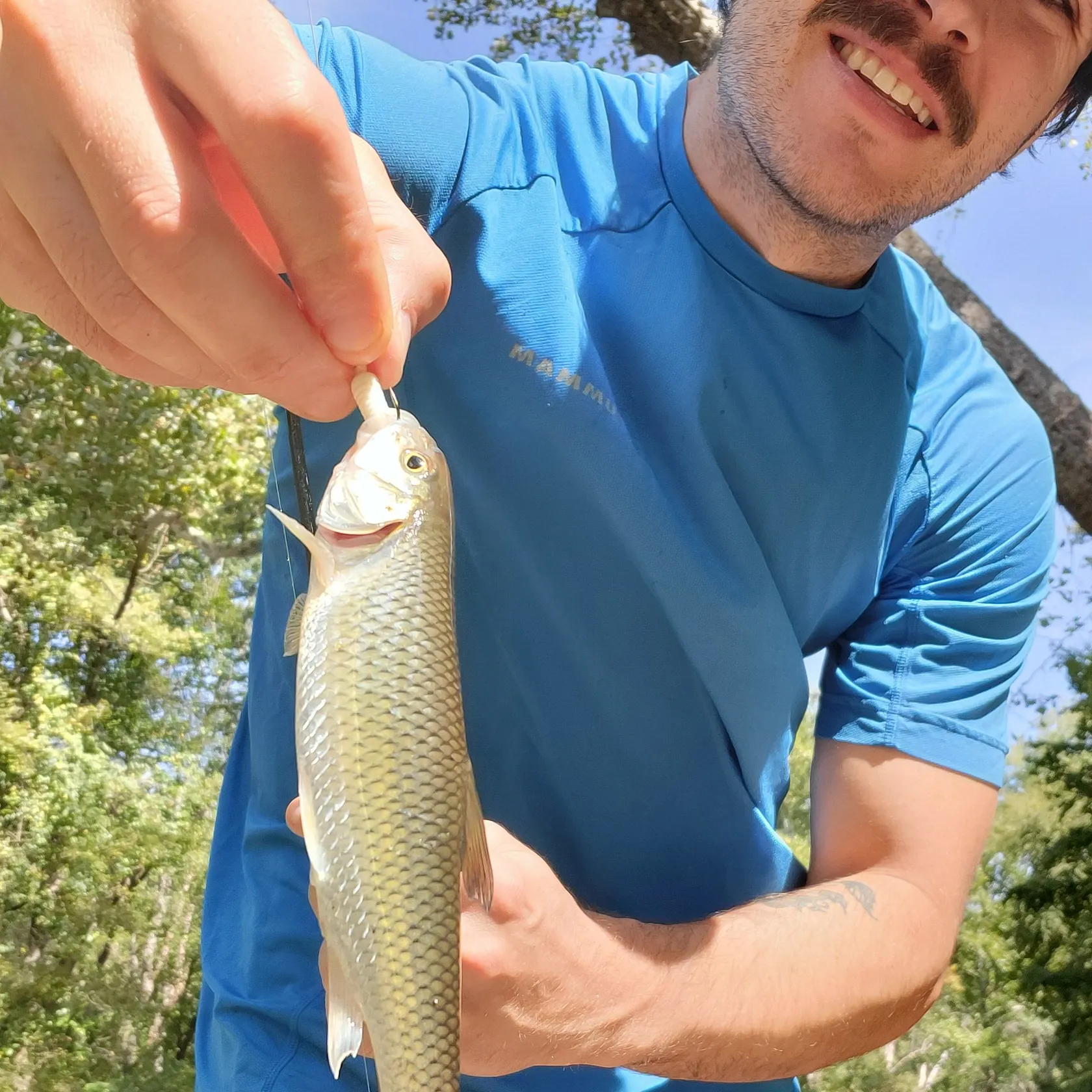Fallfish caught on Fishbrain