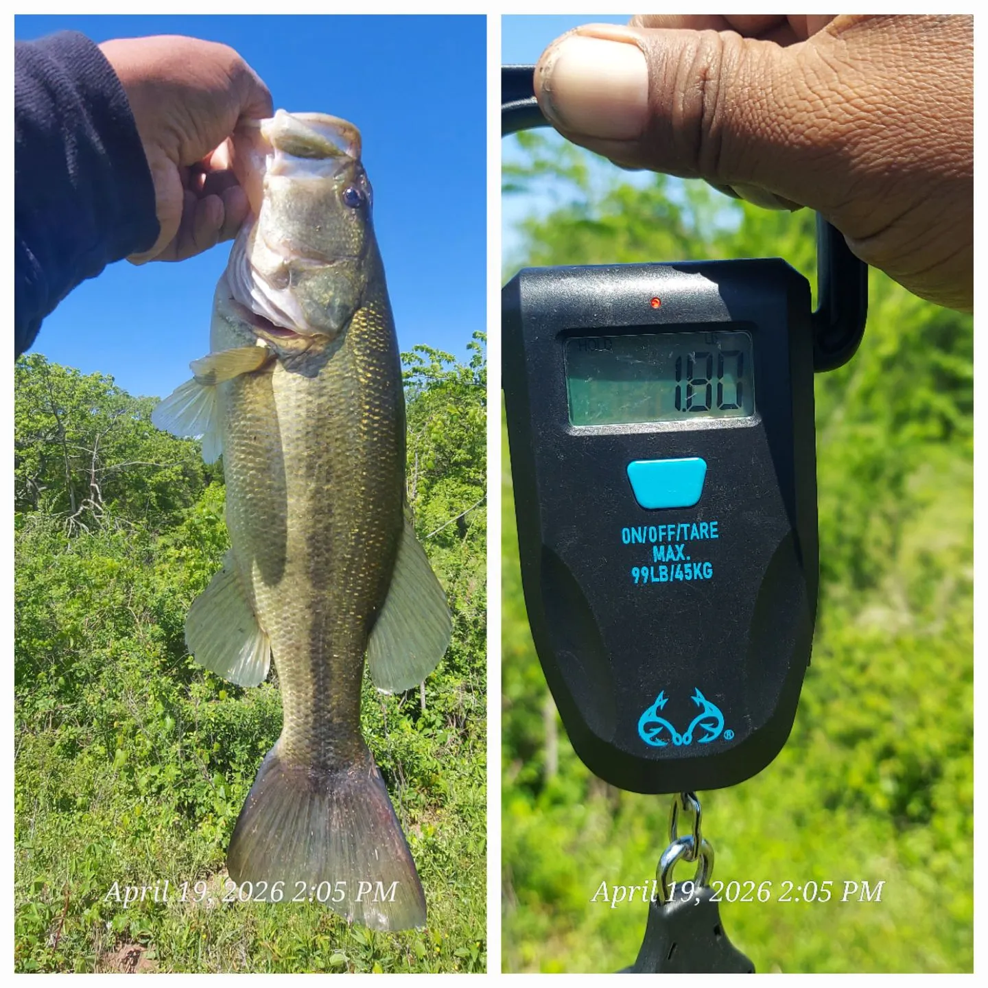 recently logged catches