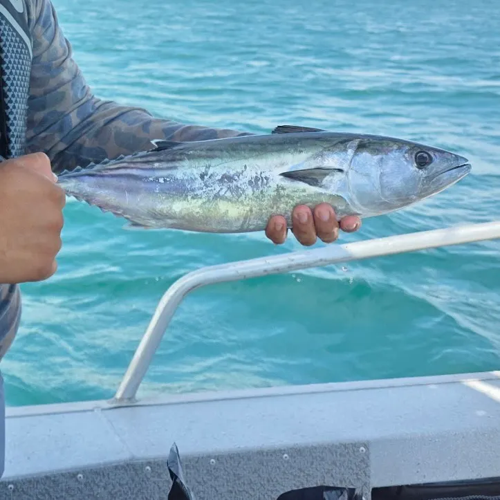 Pacific bonito caught on Fishbrain