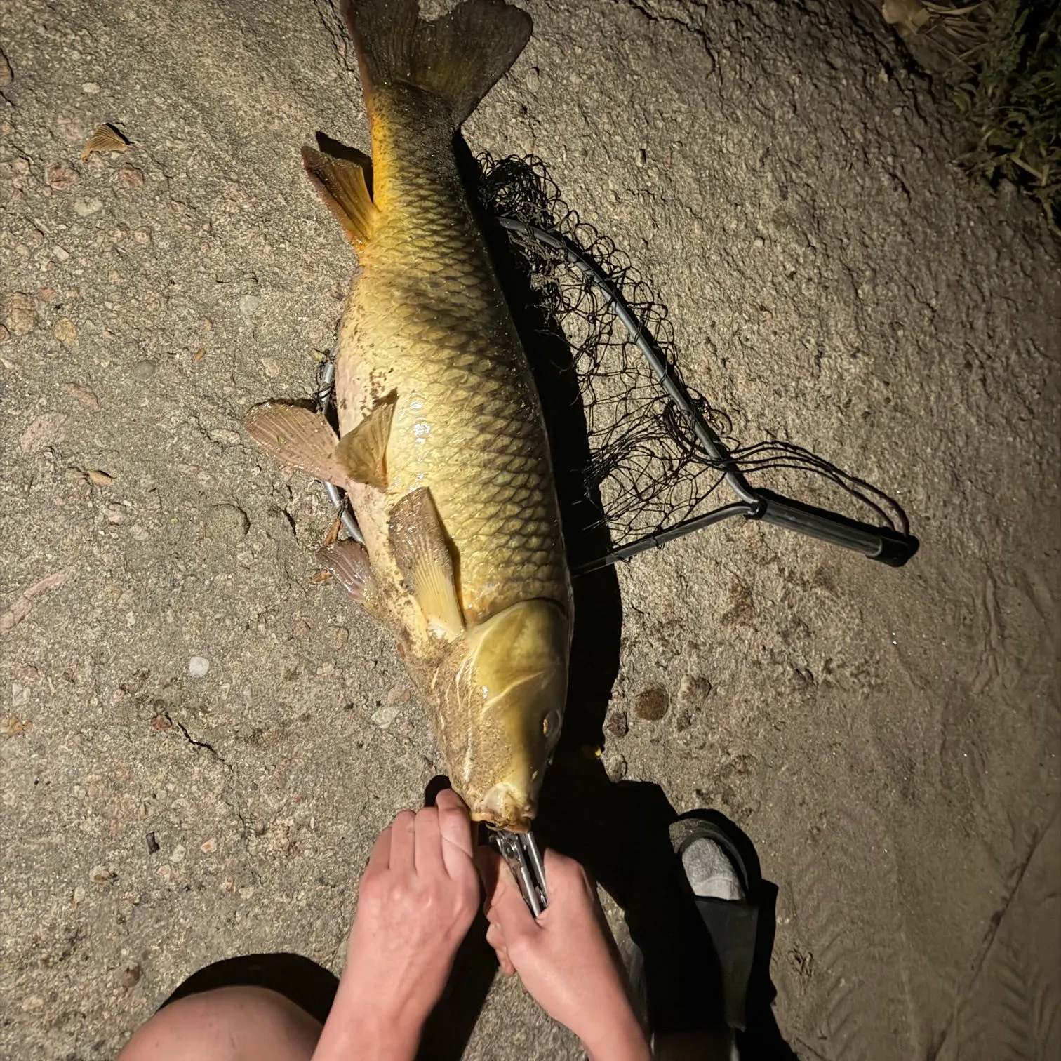 catch