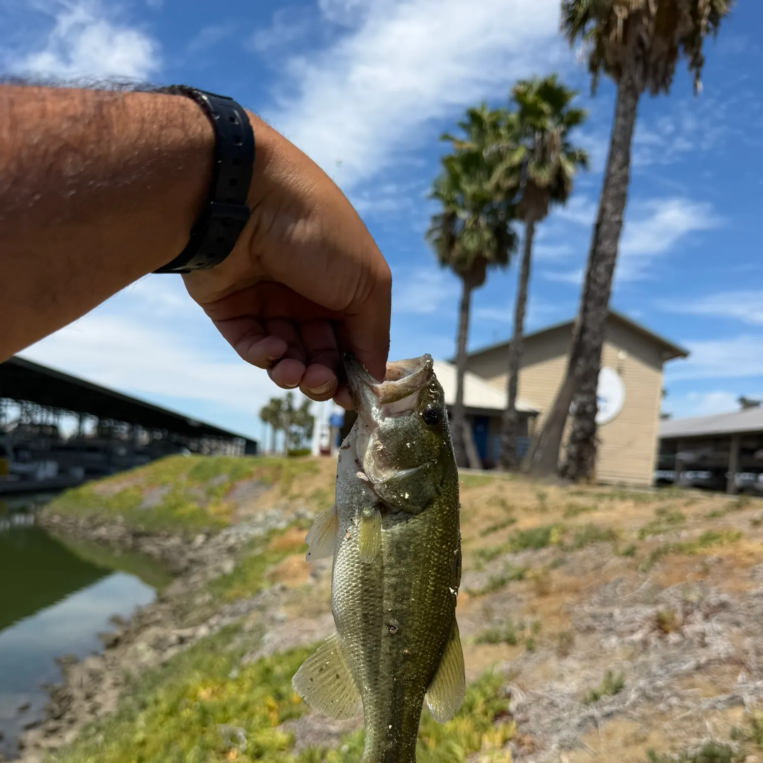 catch