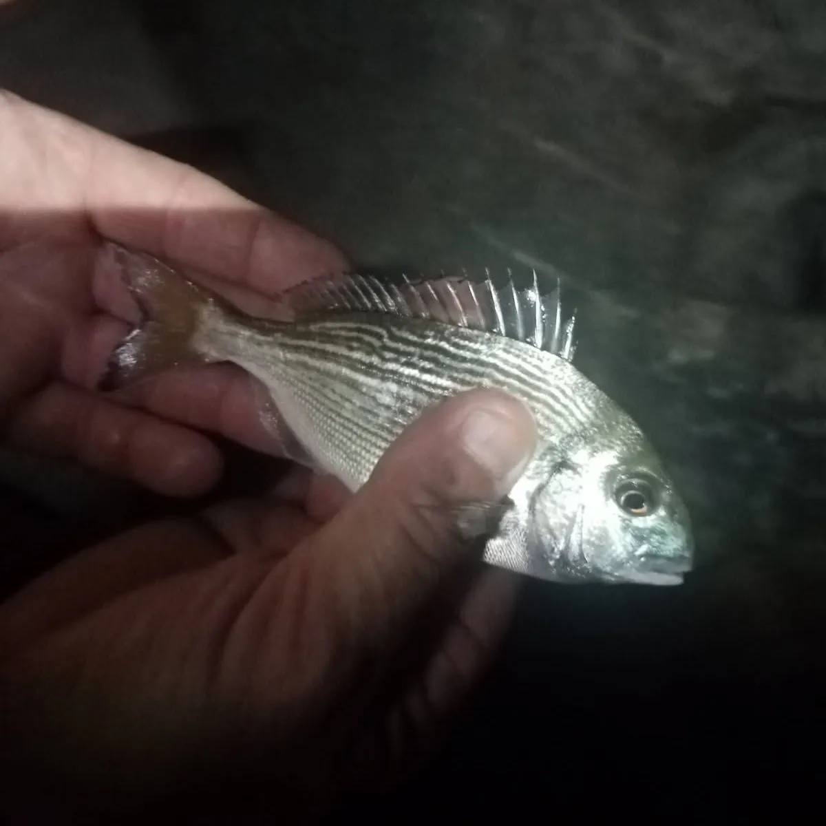 The most recent Gilthead seabream catches on Fishbrain