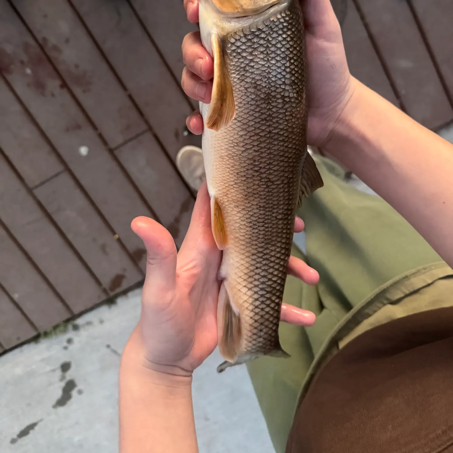 The most recent Largescale sucker catches on Fishbrain