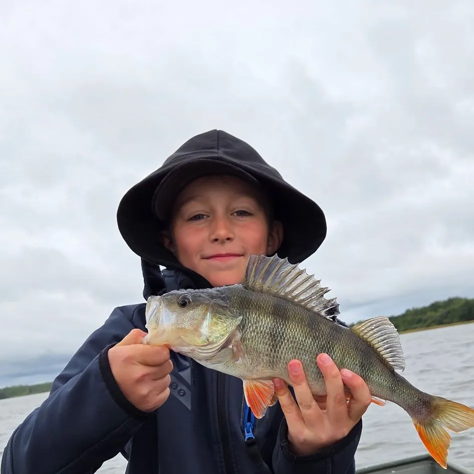 European perch caught on Fishbrain