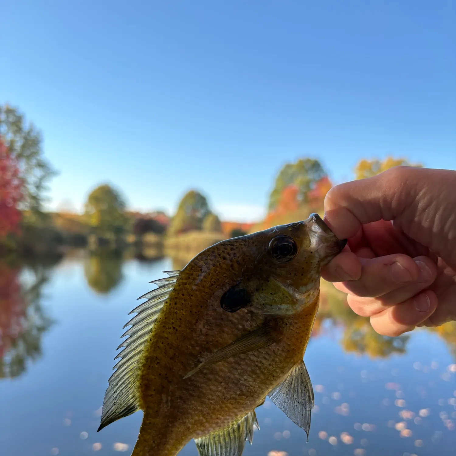 Bluegill caught on Fishbrain