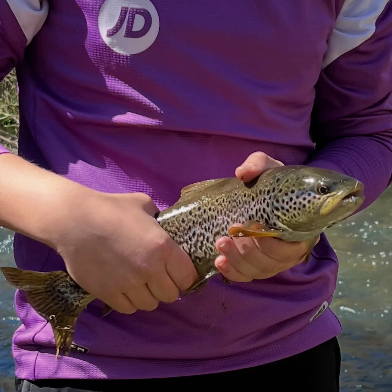 Brown trout caught on Fishbrain
