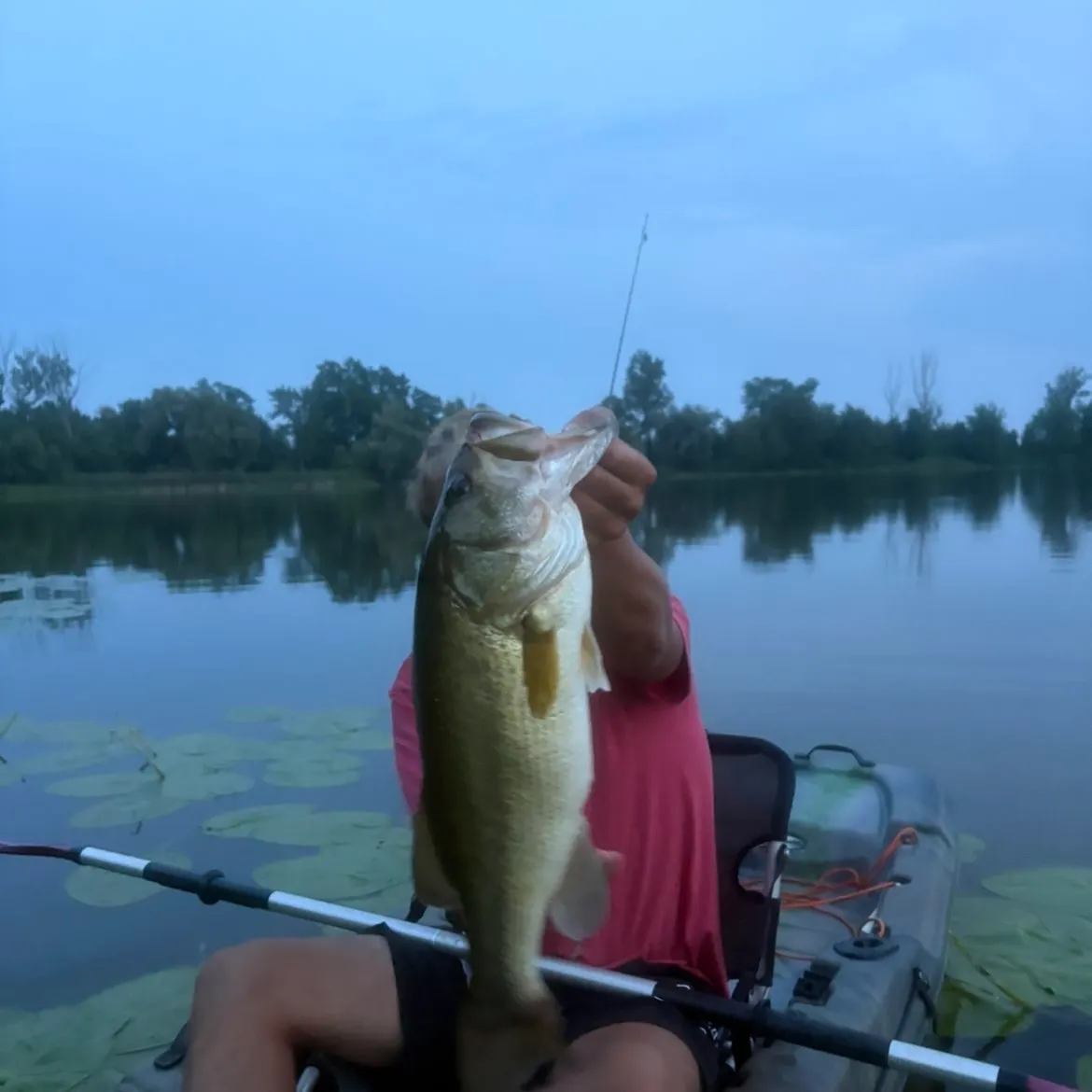 Largemouth bass caught on Fishbrain