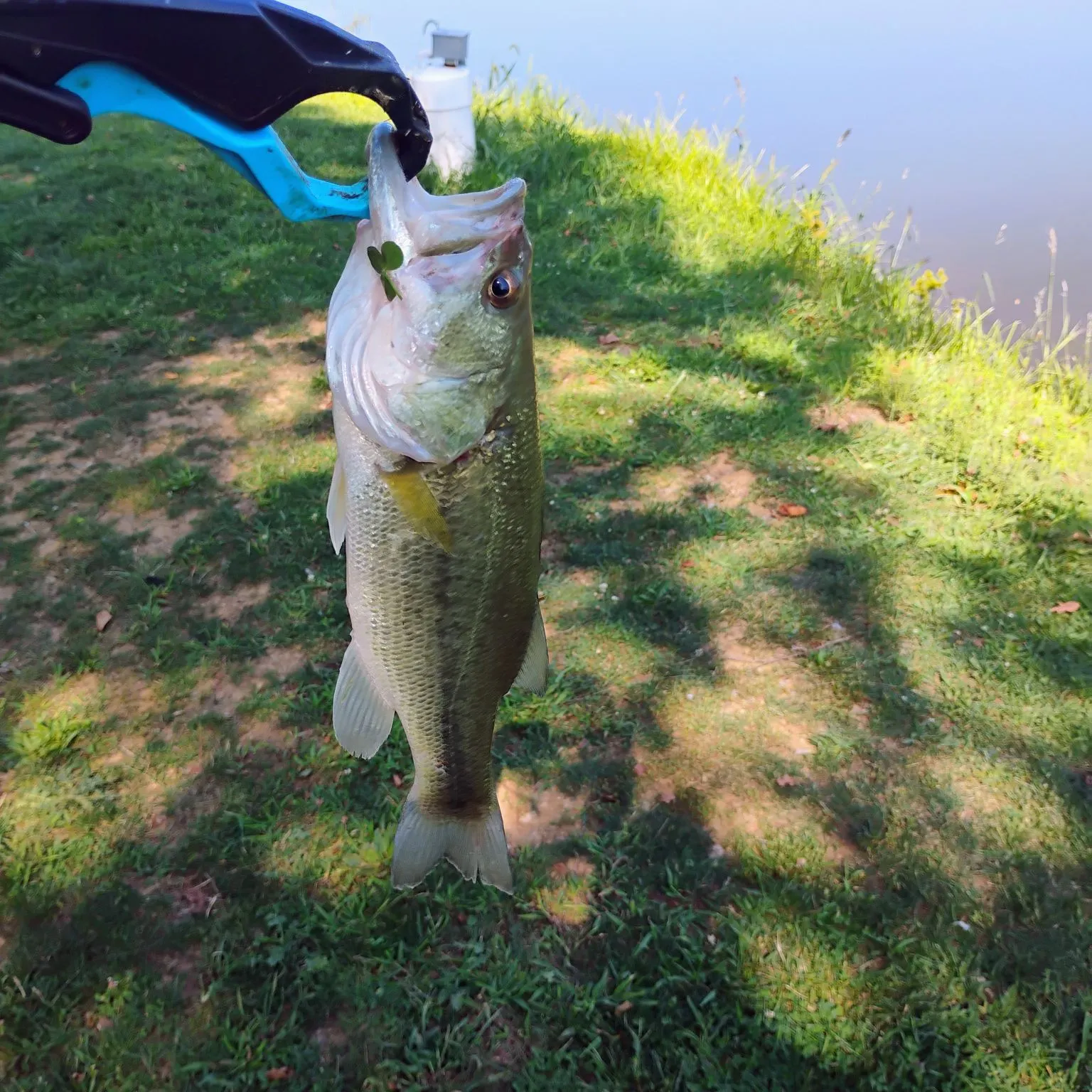 Fish caught on Fishbrain