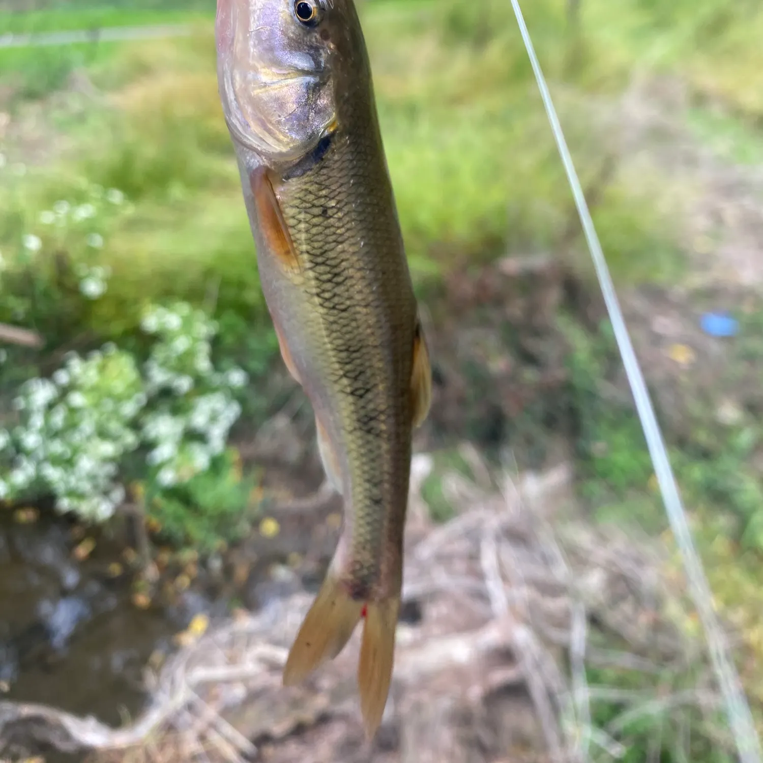 Creek chub caught on Fishbrain
