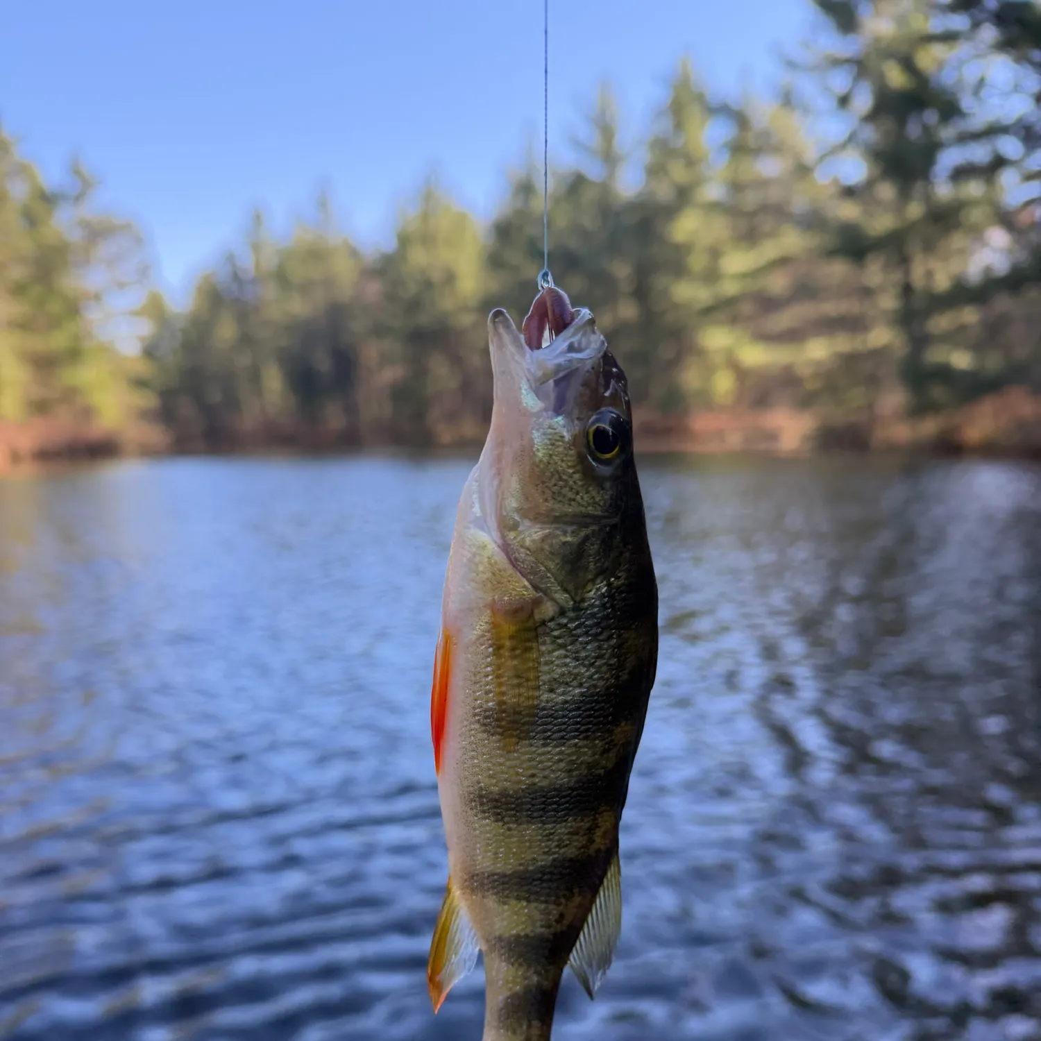 Yellow perch caught on Fishbrain