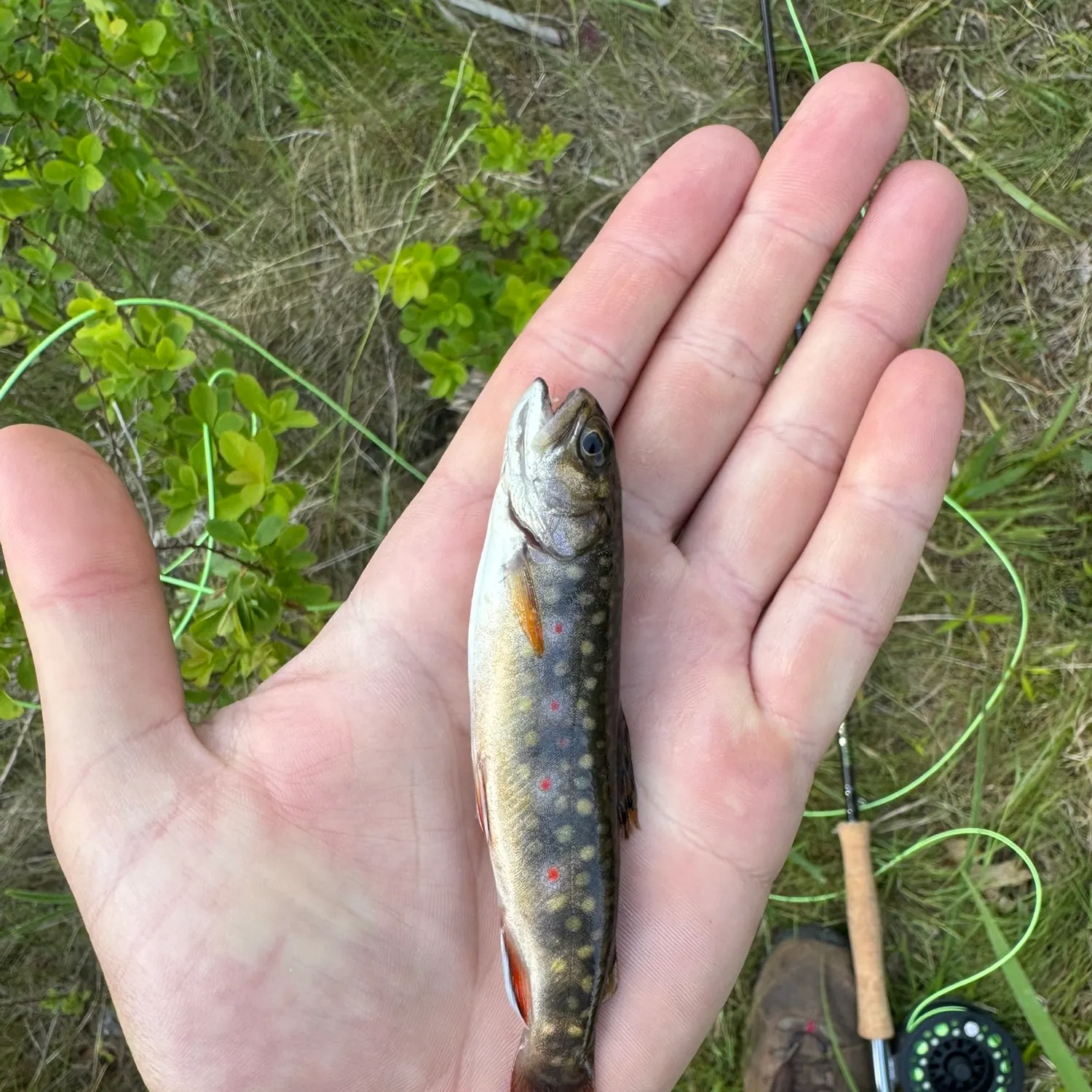 Brook trout caught on Fishbrain