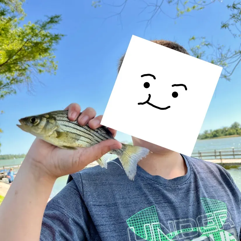 The most recent Yellow bass catches on Fishbrain