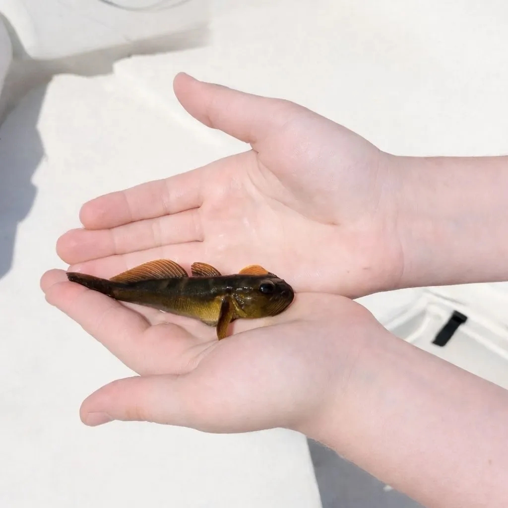 The most recent Round goby catches on Fishbrain