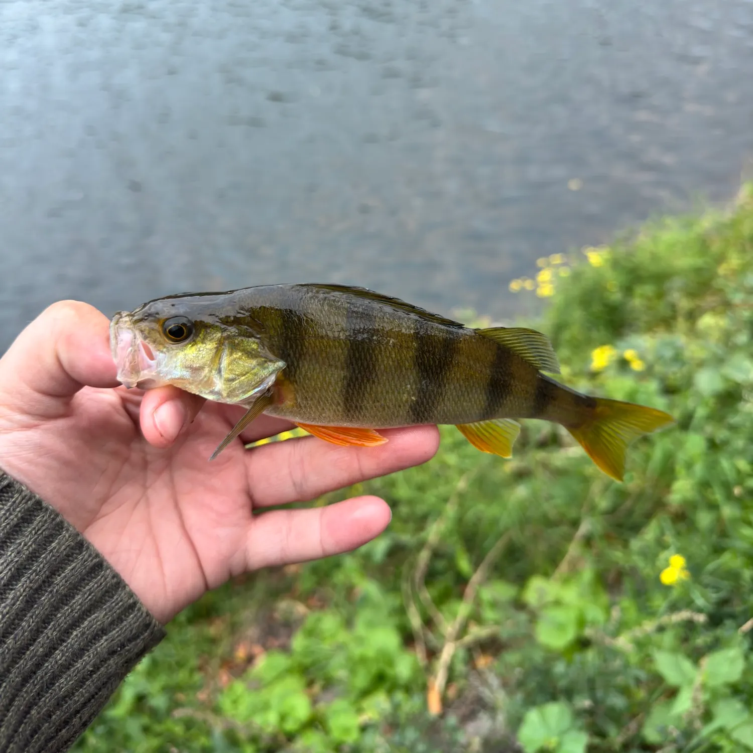 European perch caught on Fishbrain