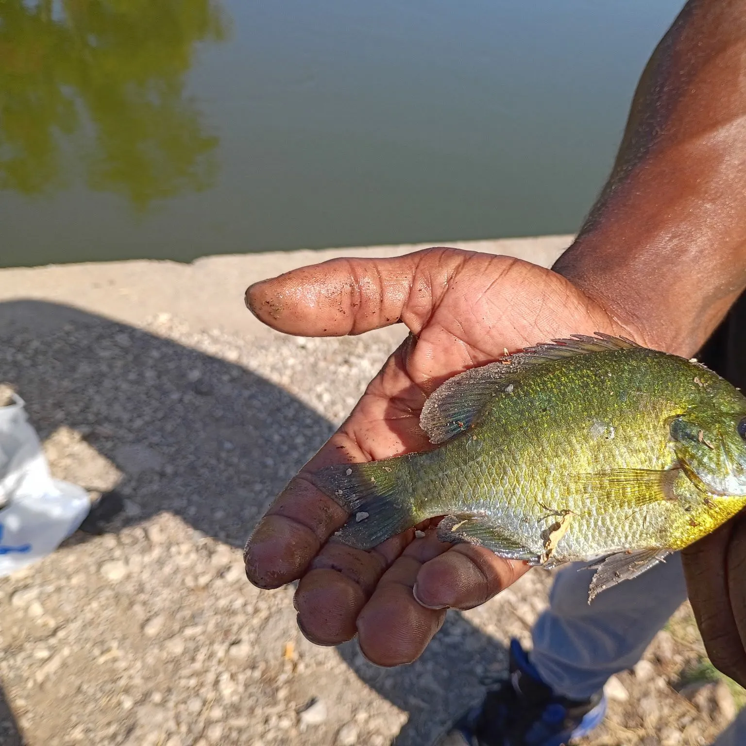The most recent Bluegill catches on Fishbrain