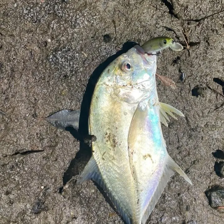 The most recent Giant trevally catches on Fishbrain