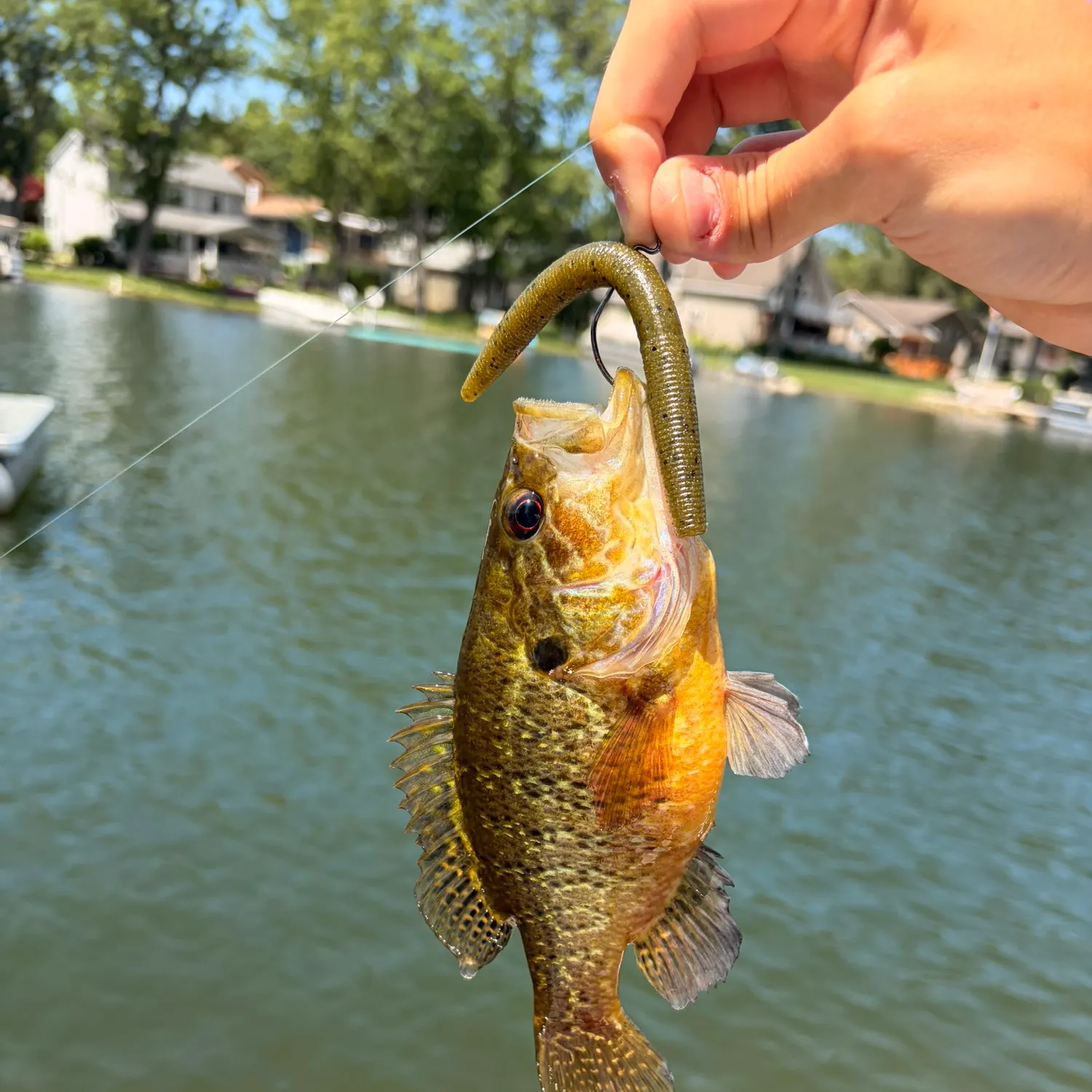 The most recent Warmouth catches on Fishbrain