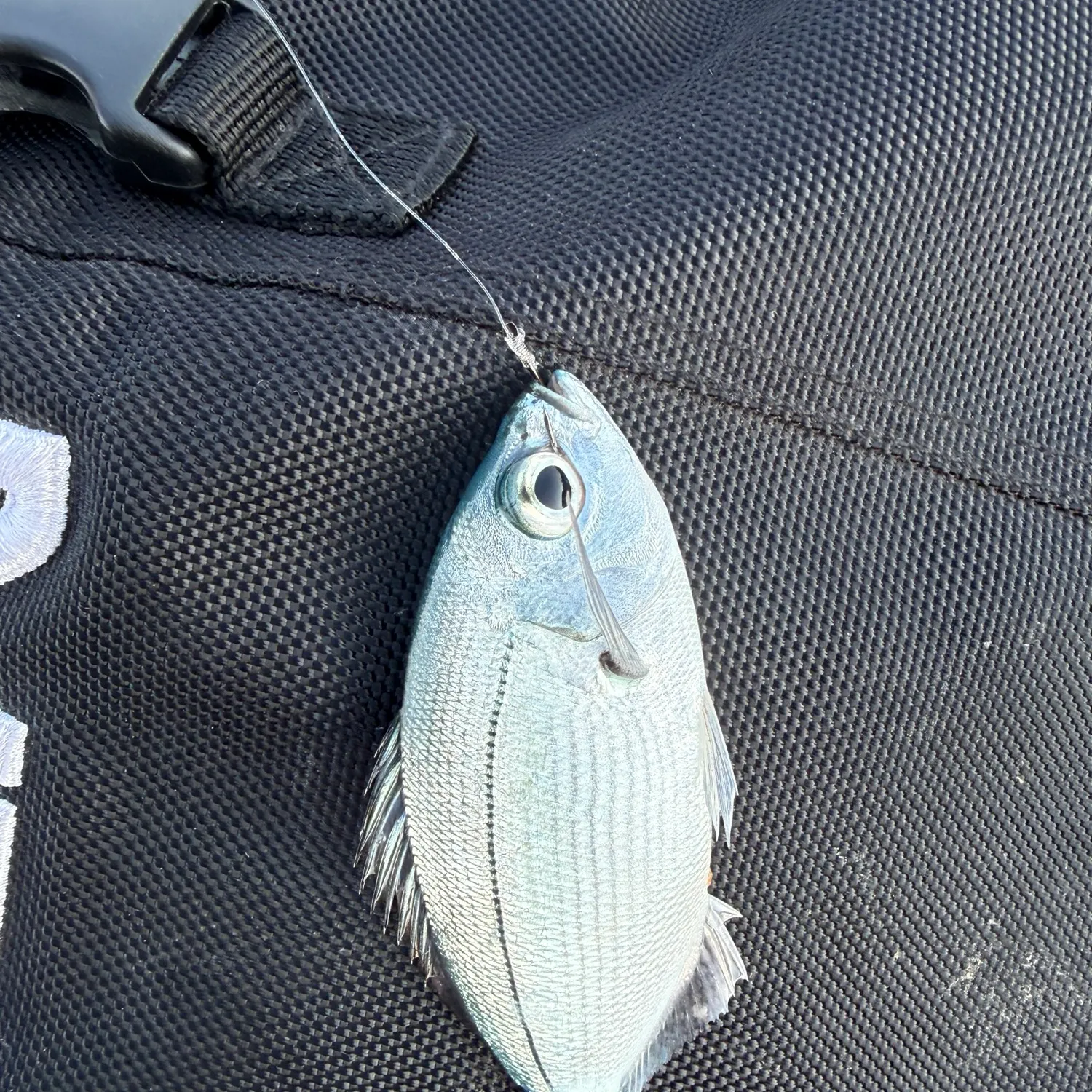 The most recent Saddled seabream catches on Fishbrain