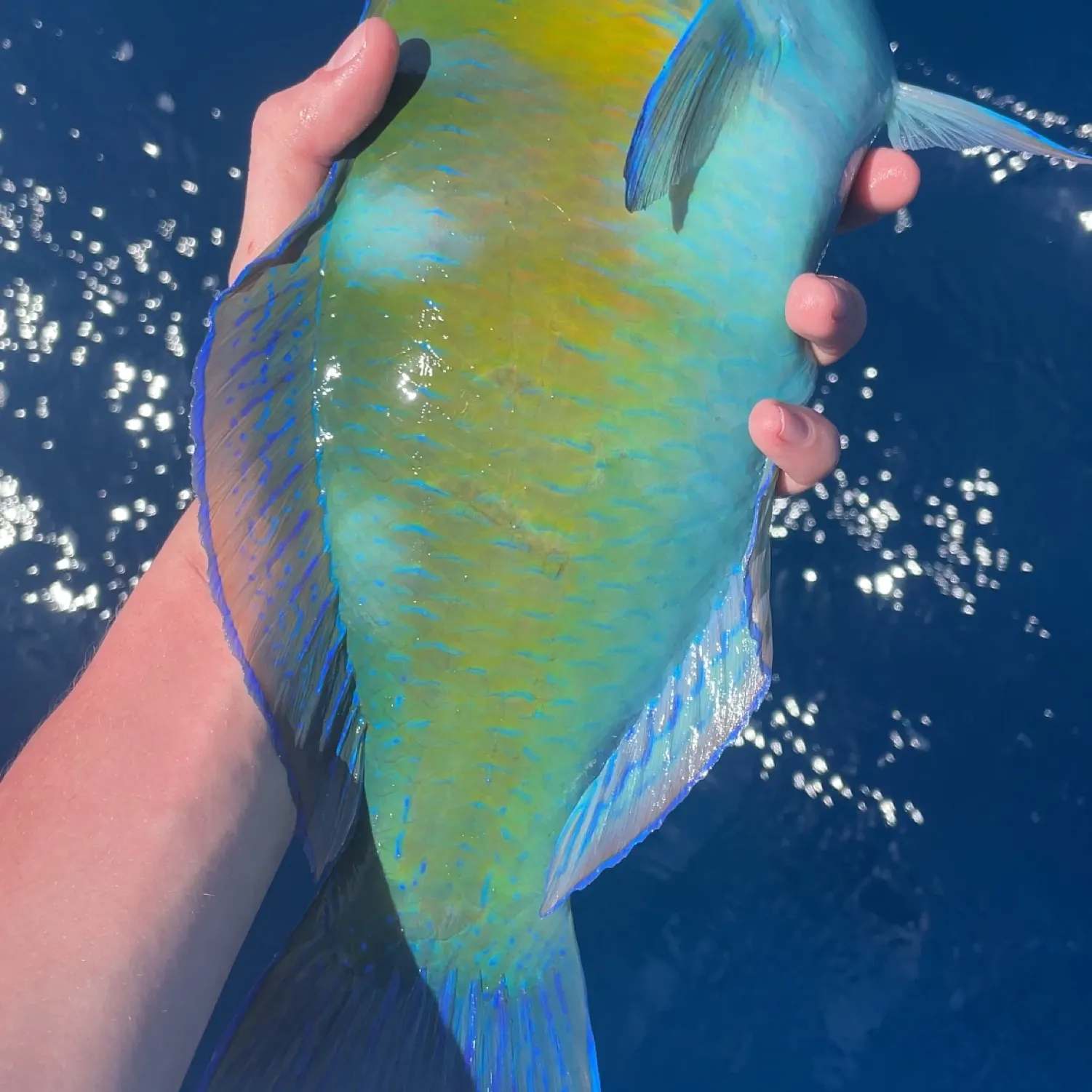 The most popular recent Surge wrasse catch on Fishbrain