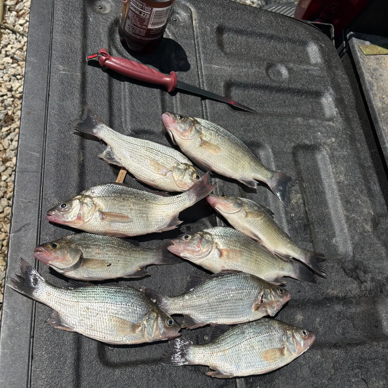 recently logged catches