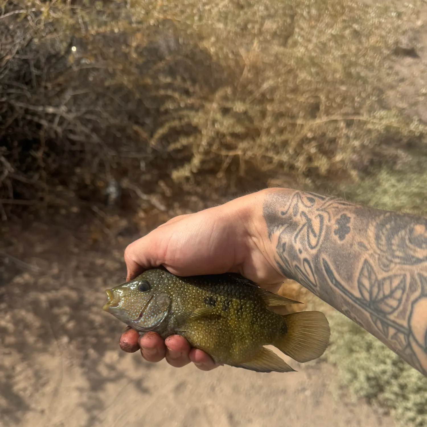 Rio Grande cichlid caught on Fishbrain