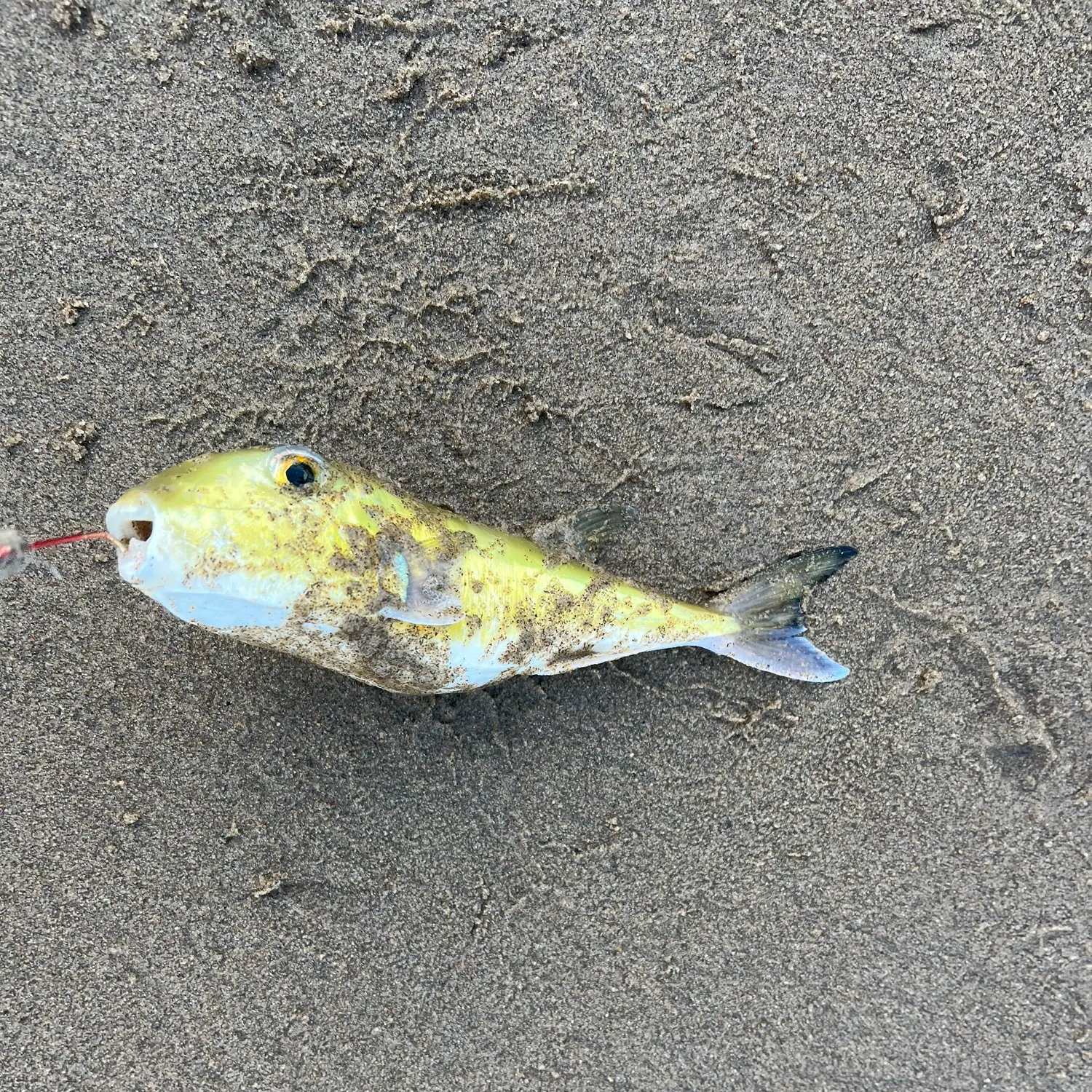 The most recent Half-smooth golden pufferfish catches on Fishbrain
